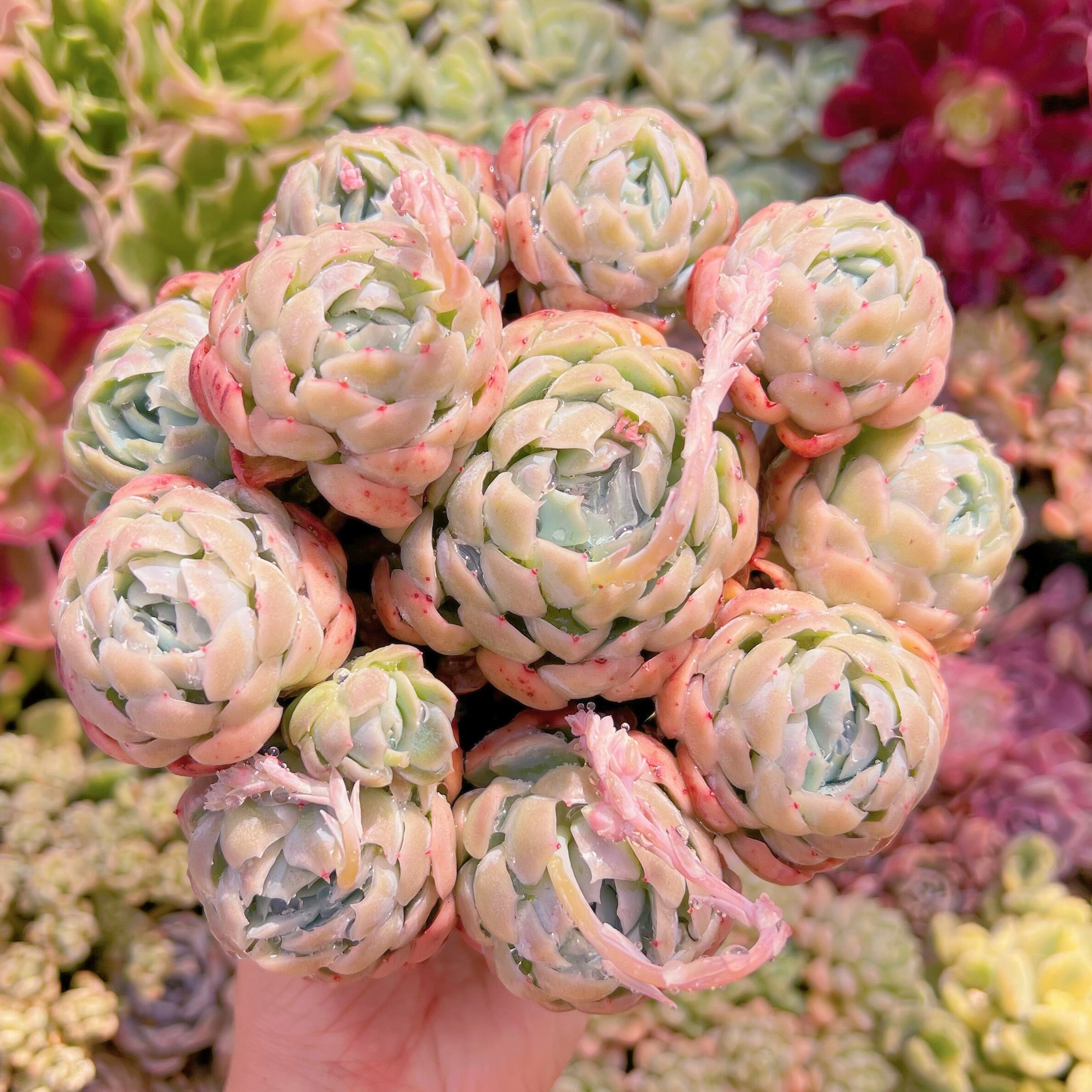 現品　クリームベリー#268　大群生　るる農園