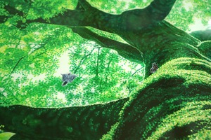 動物画国際コンクール最優秀賞受賞作「Mother Tree」複製画　能登ヒバ額限定５作品