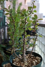 2026.05019_フォークイエリア・ファシクラータ | Fouquieria fasciculata _004