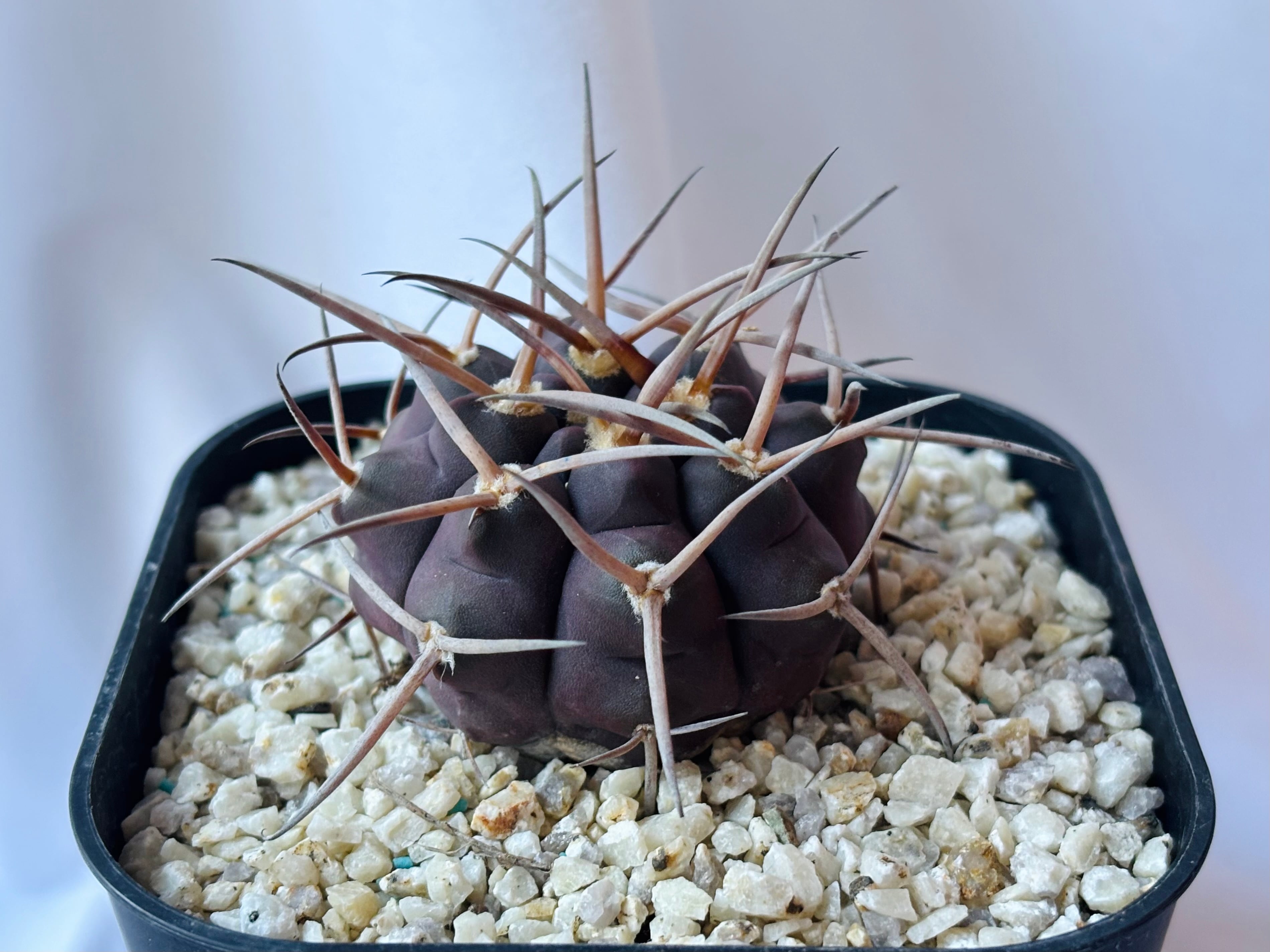 Gymnocalycium mazanense ギムノカリキウム 守金魔天竜 サボテン