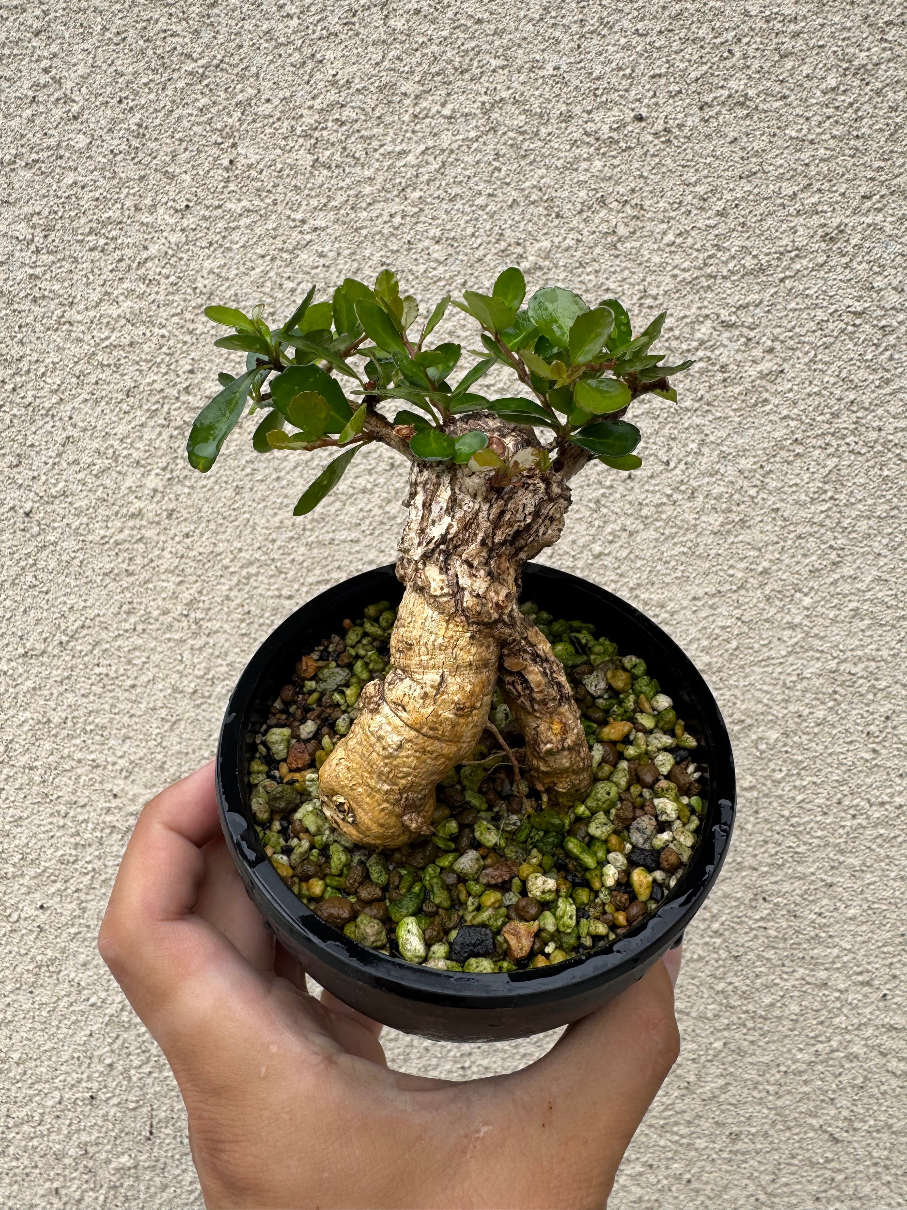 琉球盆栽】ハリツルマサキ【小型の良品】 | 青坊主-aobouzu-
