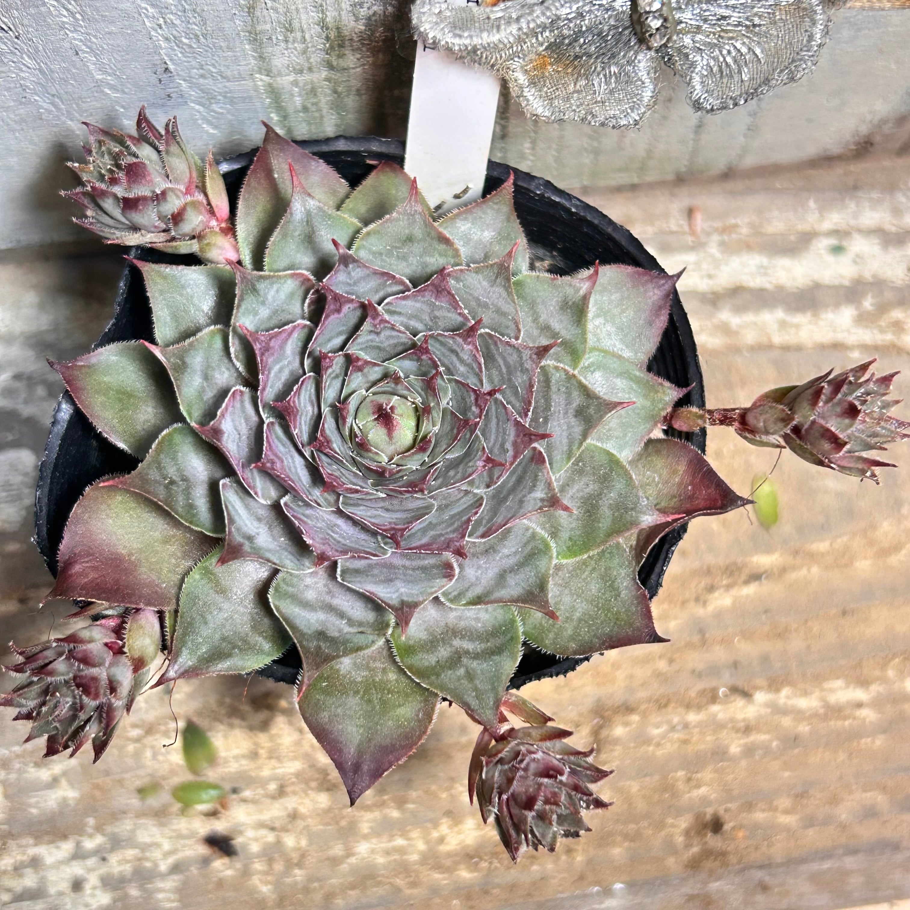T てまり花（雫ファーム） | RuPo 多肉植物専門店