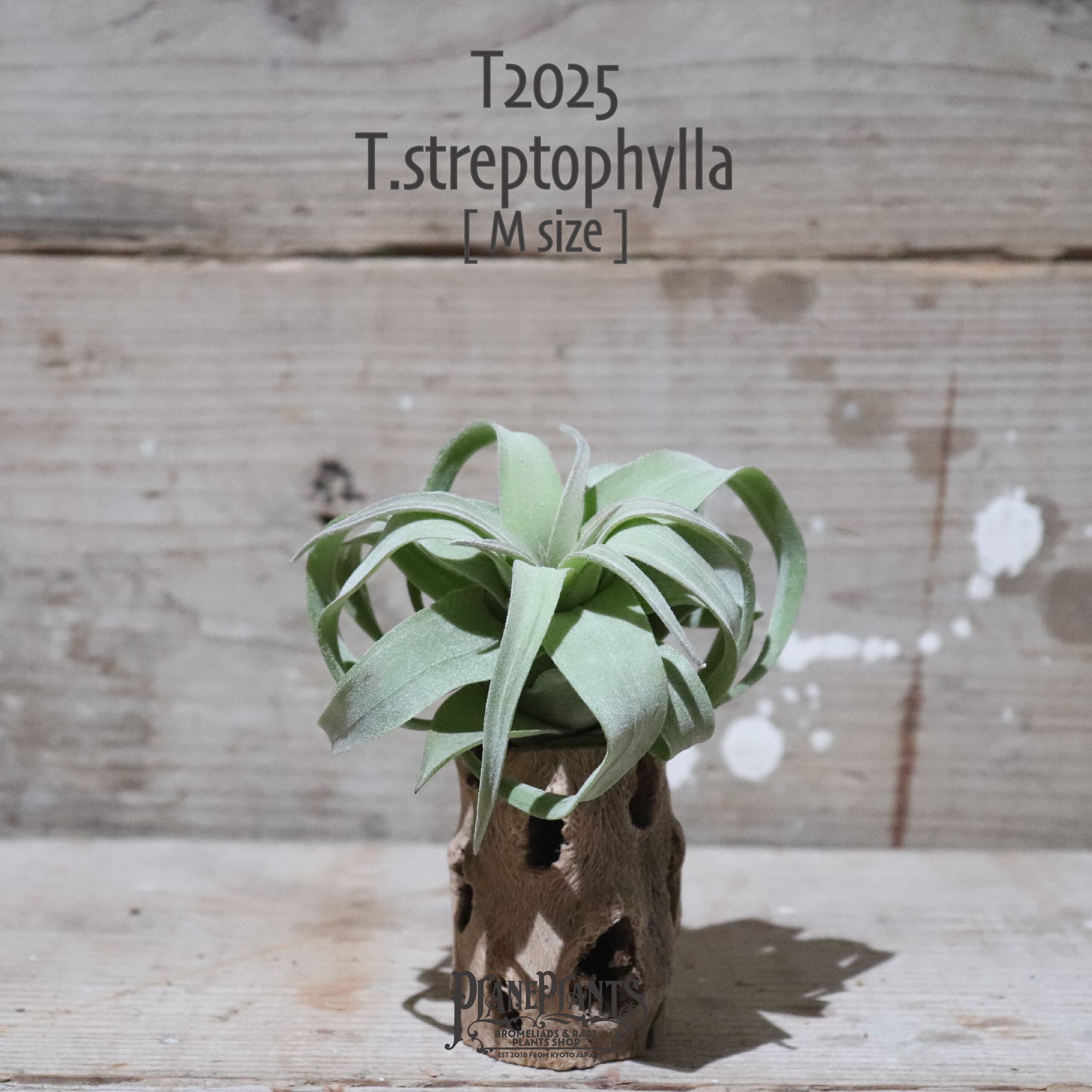 【送料無料】ストレプトフィラ M〔エアプランツ〕現品発送T2025