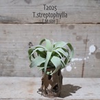 【送料無料】ストレプトフィラ M〔エアプランツ〕現品発送T2025