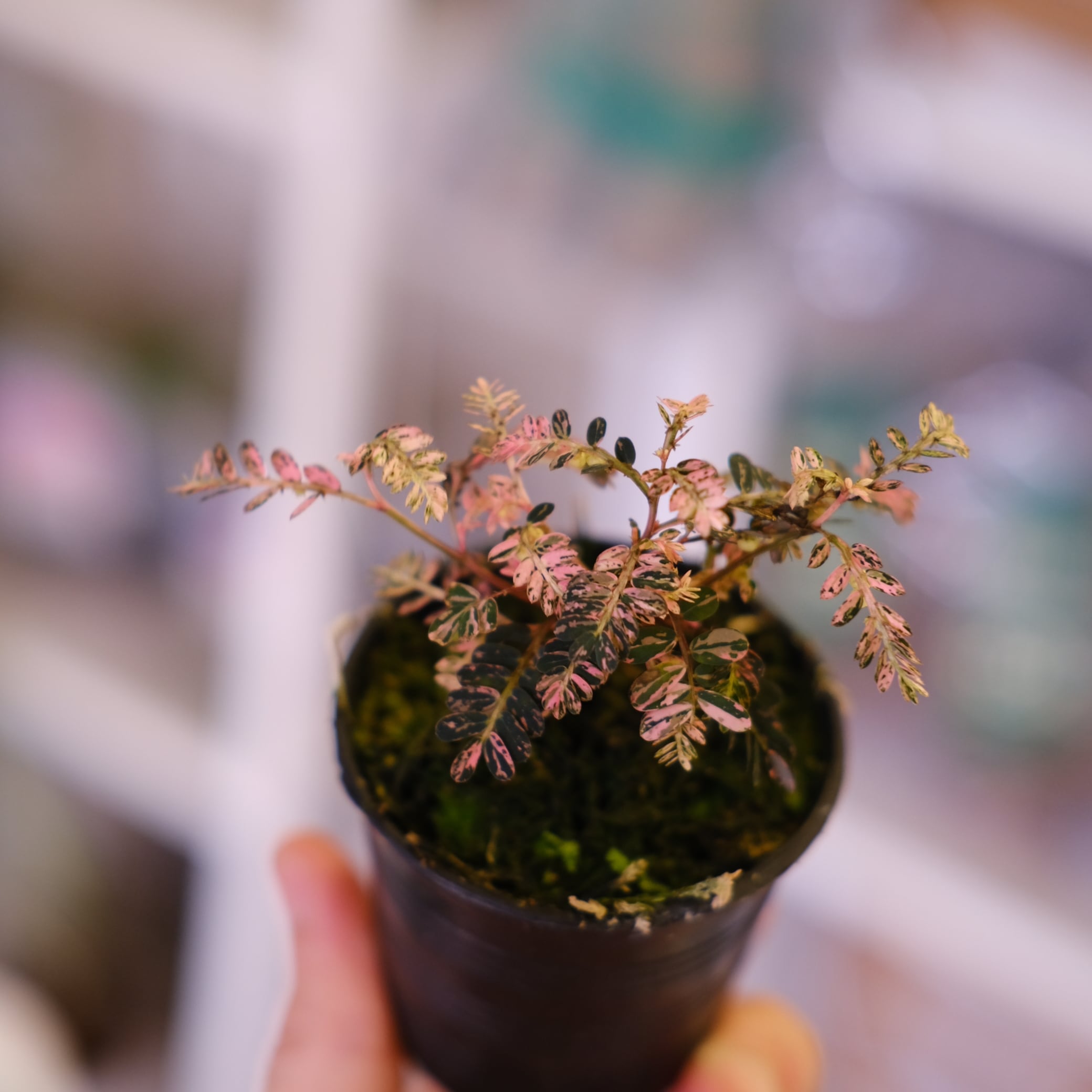 Phyllanthus urinaria 'Pink Variegated'│フィランサス・ウリナリア