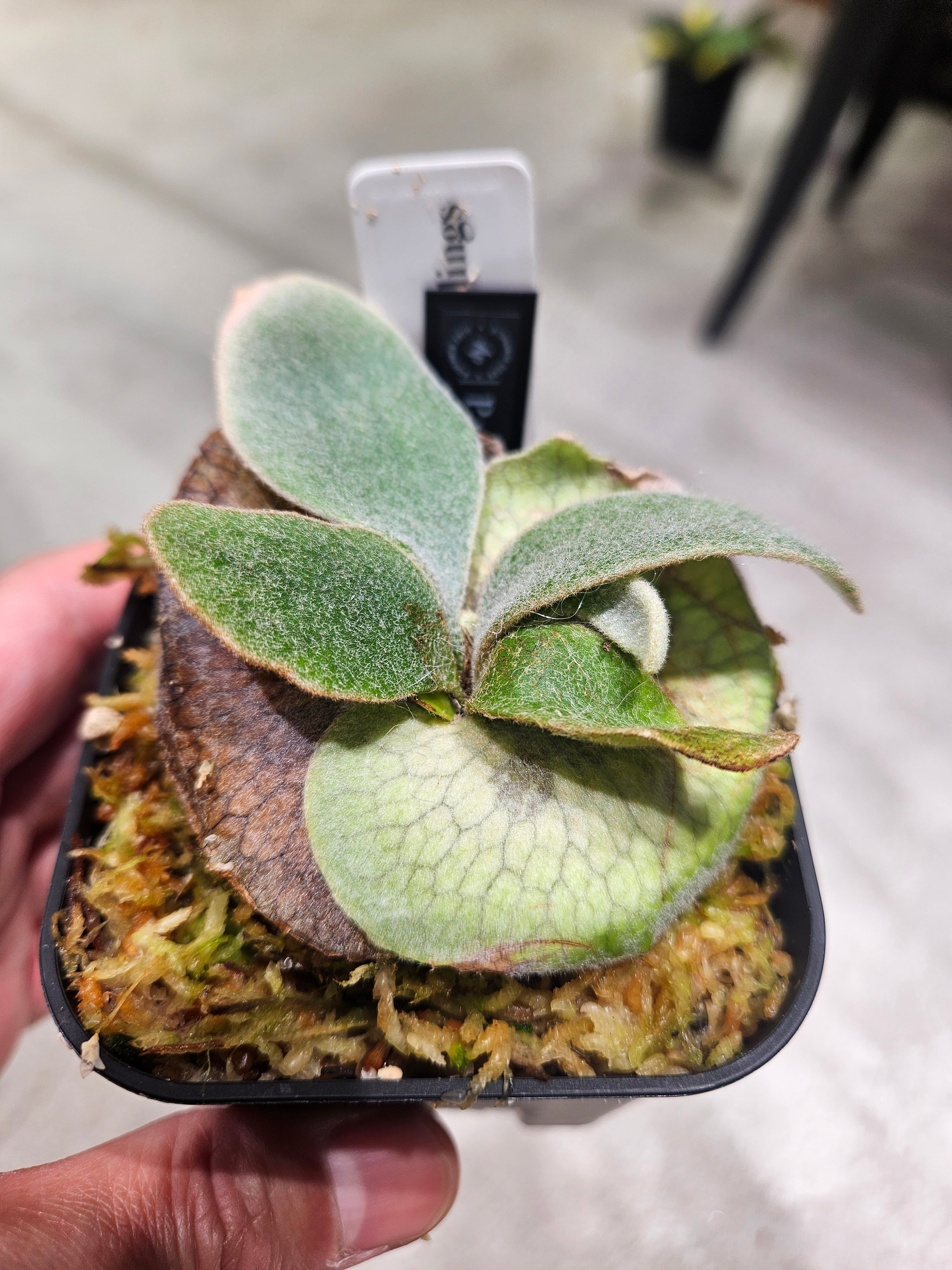 P.veitchii V14 Sporelings 【artPLANTs/PLANTS GARAGE 】ビカクシダ