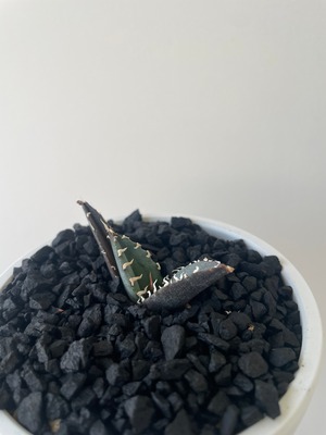 【新着】Agave titanota 白鯨 【初心者でも育てやすい間違えない品種】アガベチタノタ_1