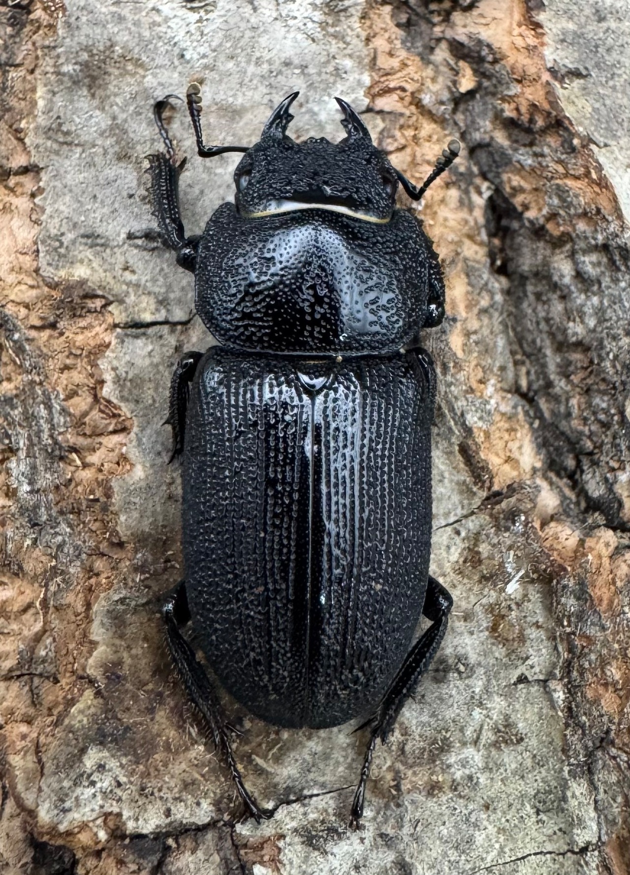 【WD】《ドルクス zhouchaoi(メンシウス ssp.) 27mm ペア》