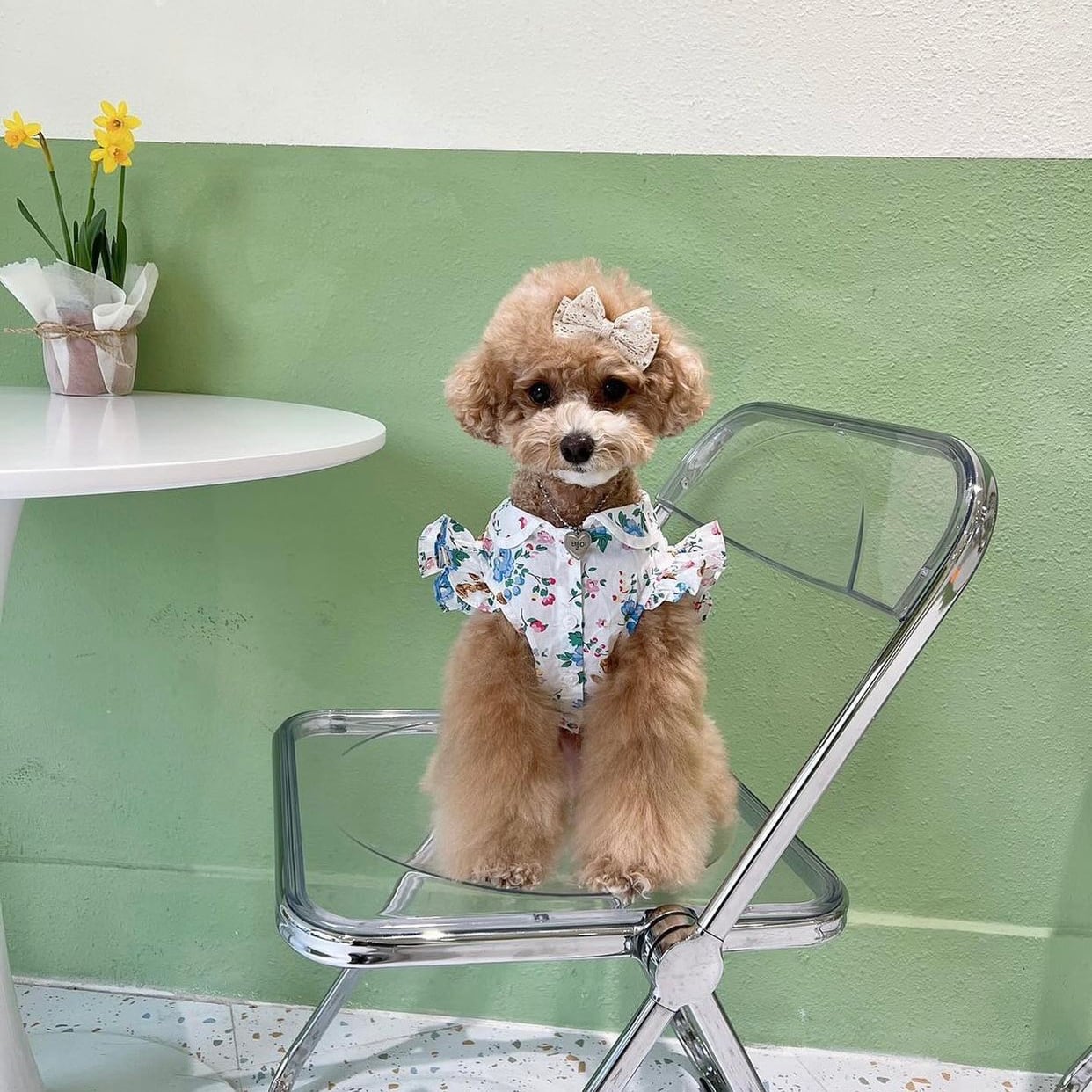 【SALE】bear frill shirt S ~ XL / ドッグウェア 犬服 フリル袖 ブラウス 犬の服 春夏 新作 シャツ おしゃれ b50