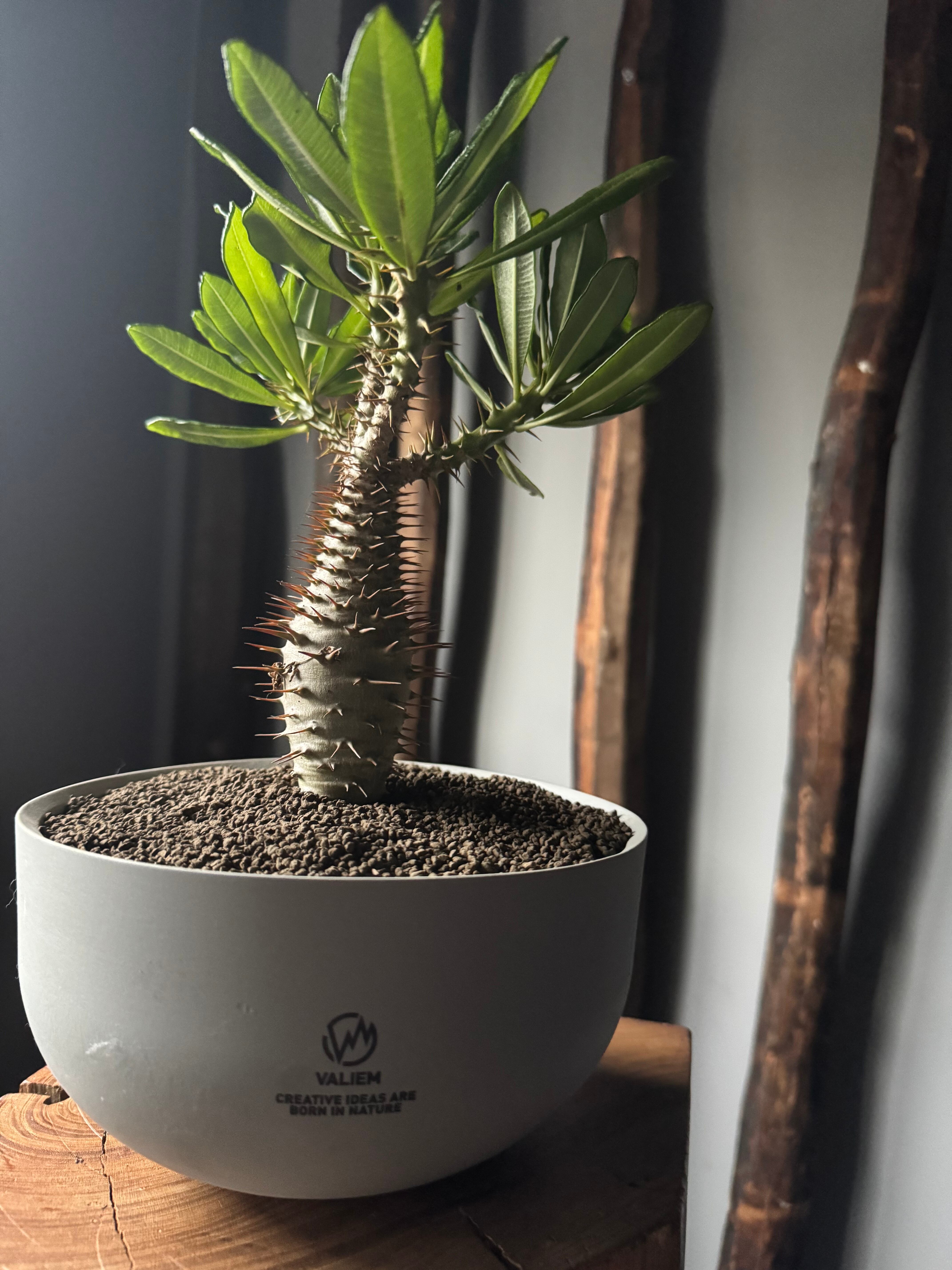 新着】Pachypodium ambongense × VALIEM GHOST“THX鉢”青坊主別注 Gray