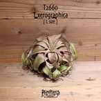 【送料無料】キセログラフィカ L〔エアプランツ〕現品発送T2660