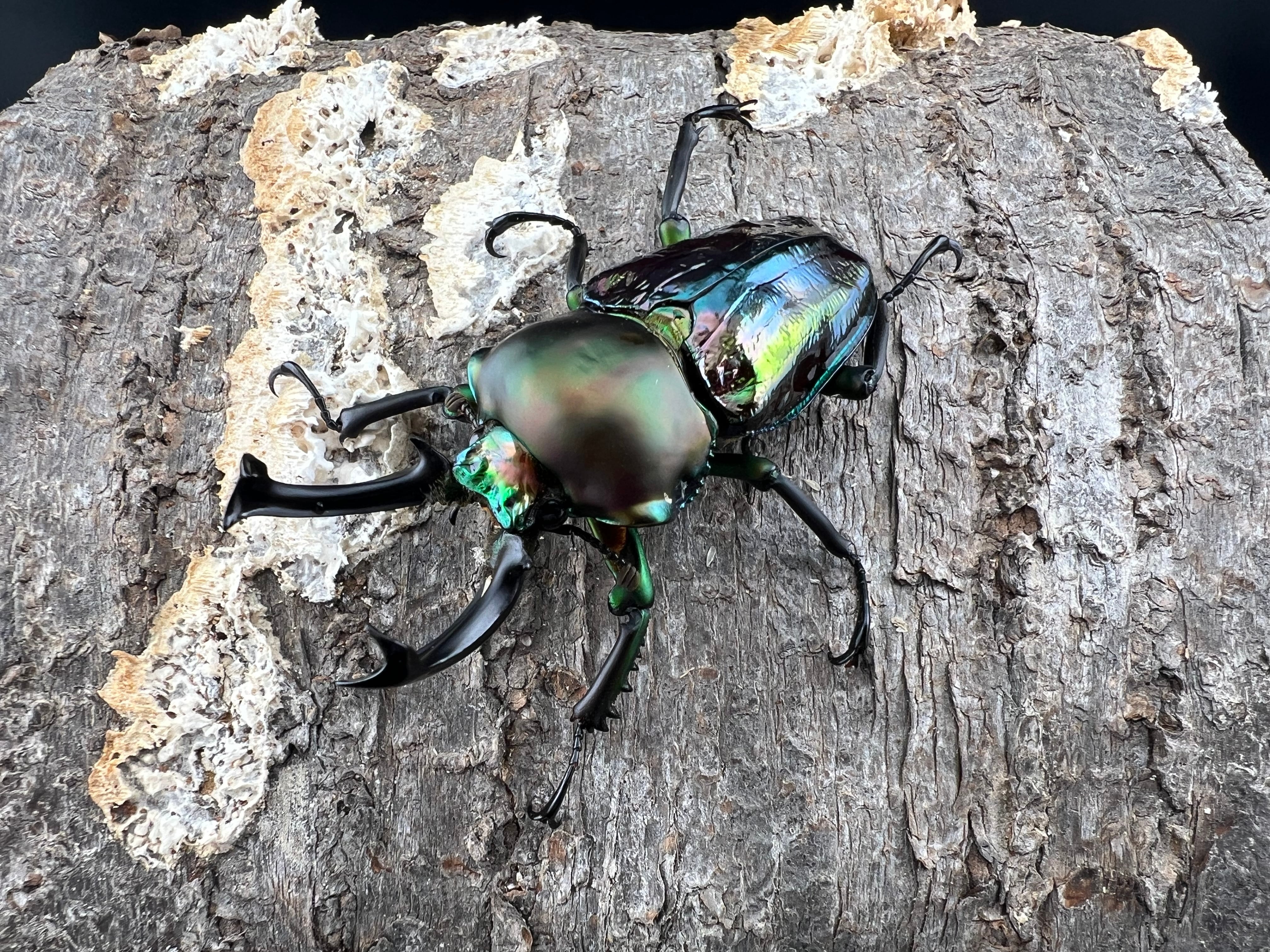 ニジイロクワガタ 青紋紫根系 56mm ペア》セルヴォラン氏委託個体