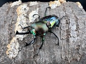 《ニジイロクワガタ 青紋紫根系 56mm ペア》セルヴォラン氏委託個体