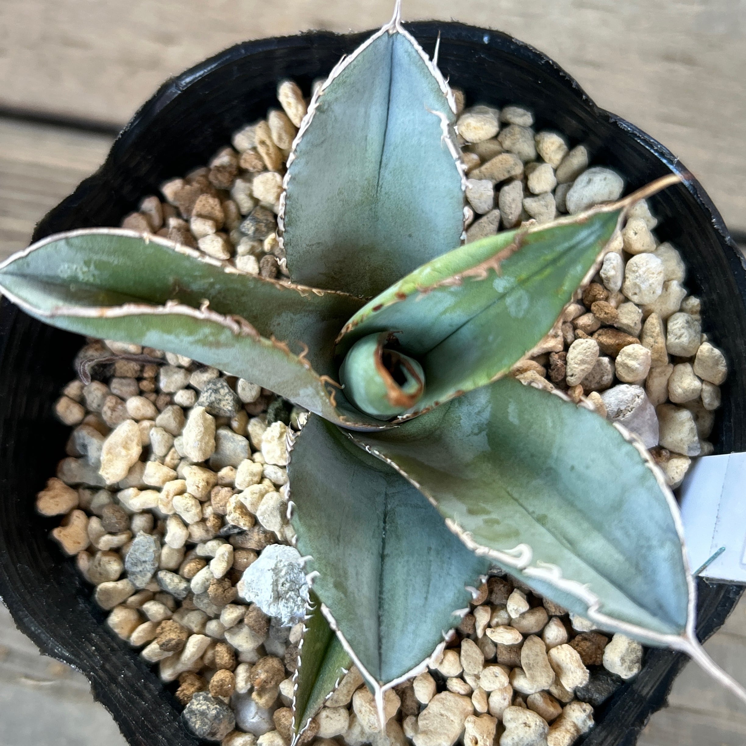 ※お得な⑤pot SET‼️斑入り（マーブル）ネックレス✳️ お得な⑤pot SET‼️斑入り（マーブル）ネックレス✳️ マーブル