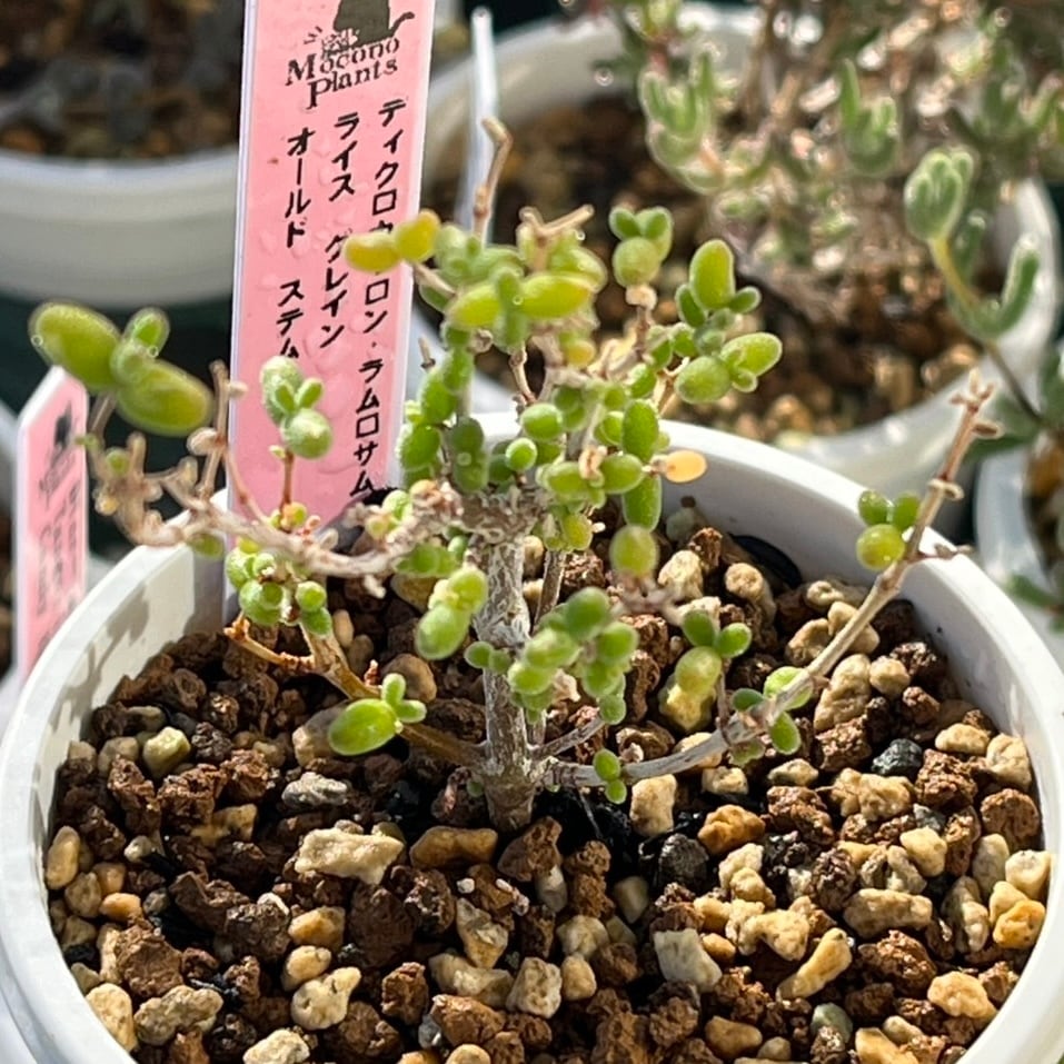 37E 多肉植物 ハオルチア 酒呑童子錦 ハオルチア 酒呑童子錦 | mocono_plants