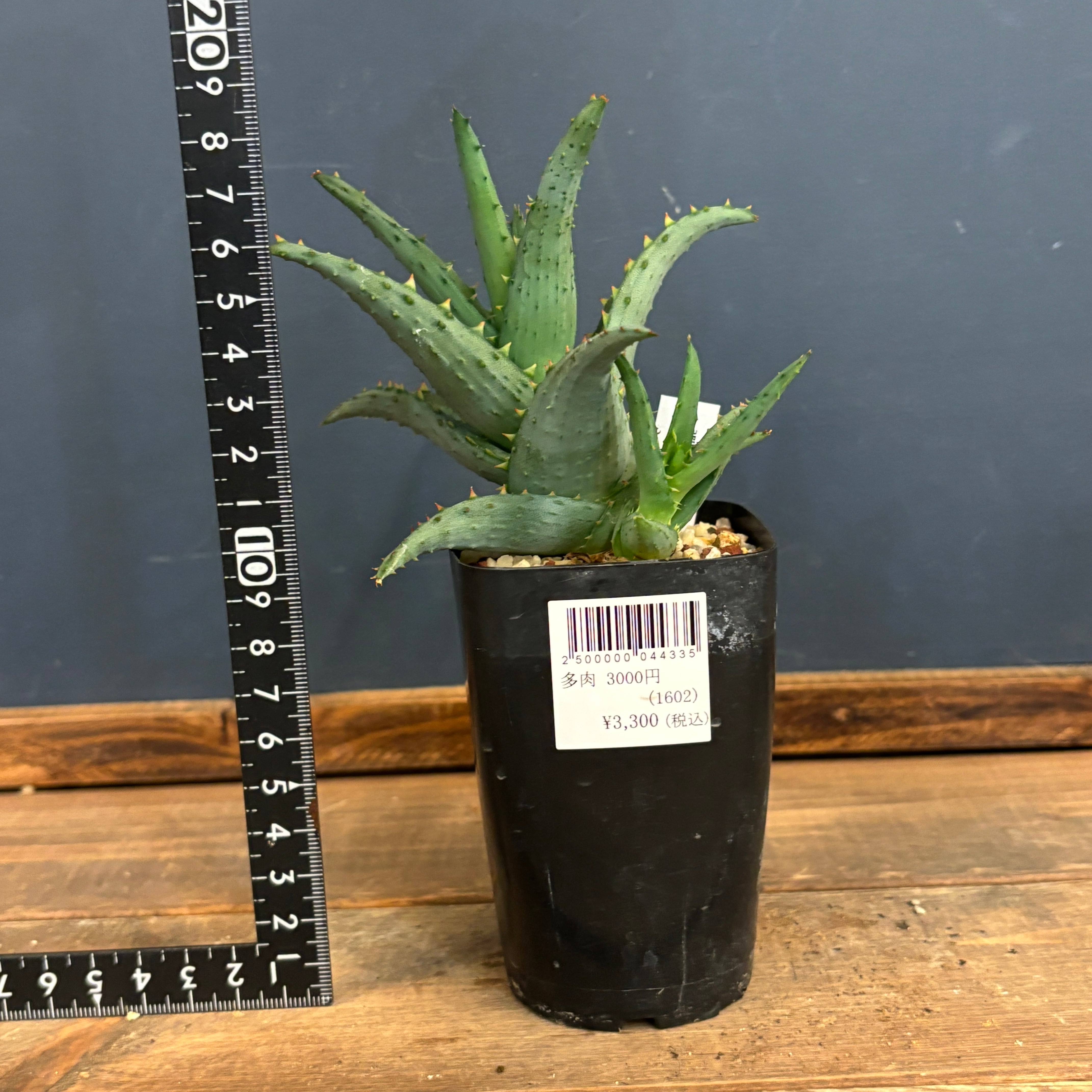 アロエ カスティロニアエ【507】 | PROTOLEAF プロトリーフ