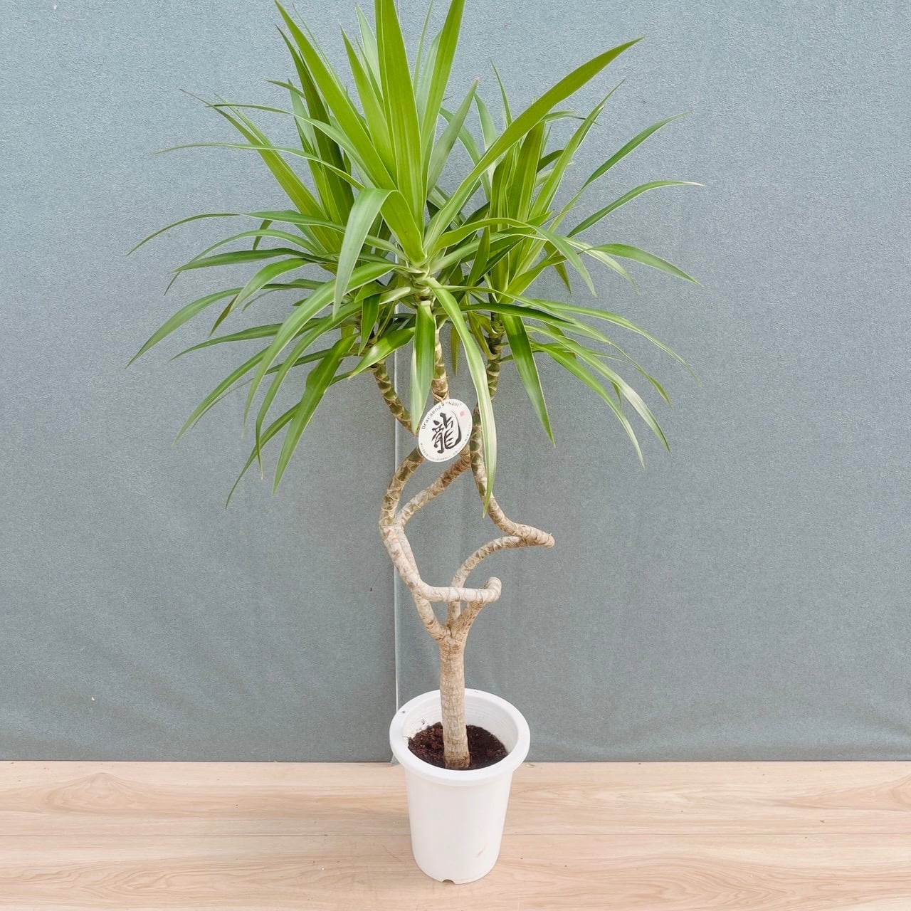 ［現品］【希少】9番　ドラセナ　ナビー　龍　6号　観葉植物　室内　レア　おしゃれ 現品］【希少】9番 ドラセナ ナビー 龍 6号 観葉植物 大型 室内 レア