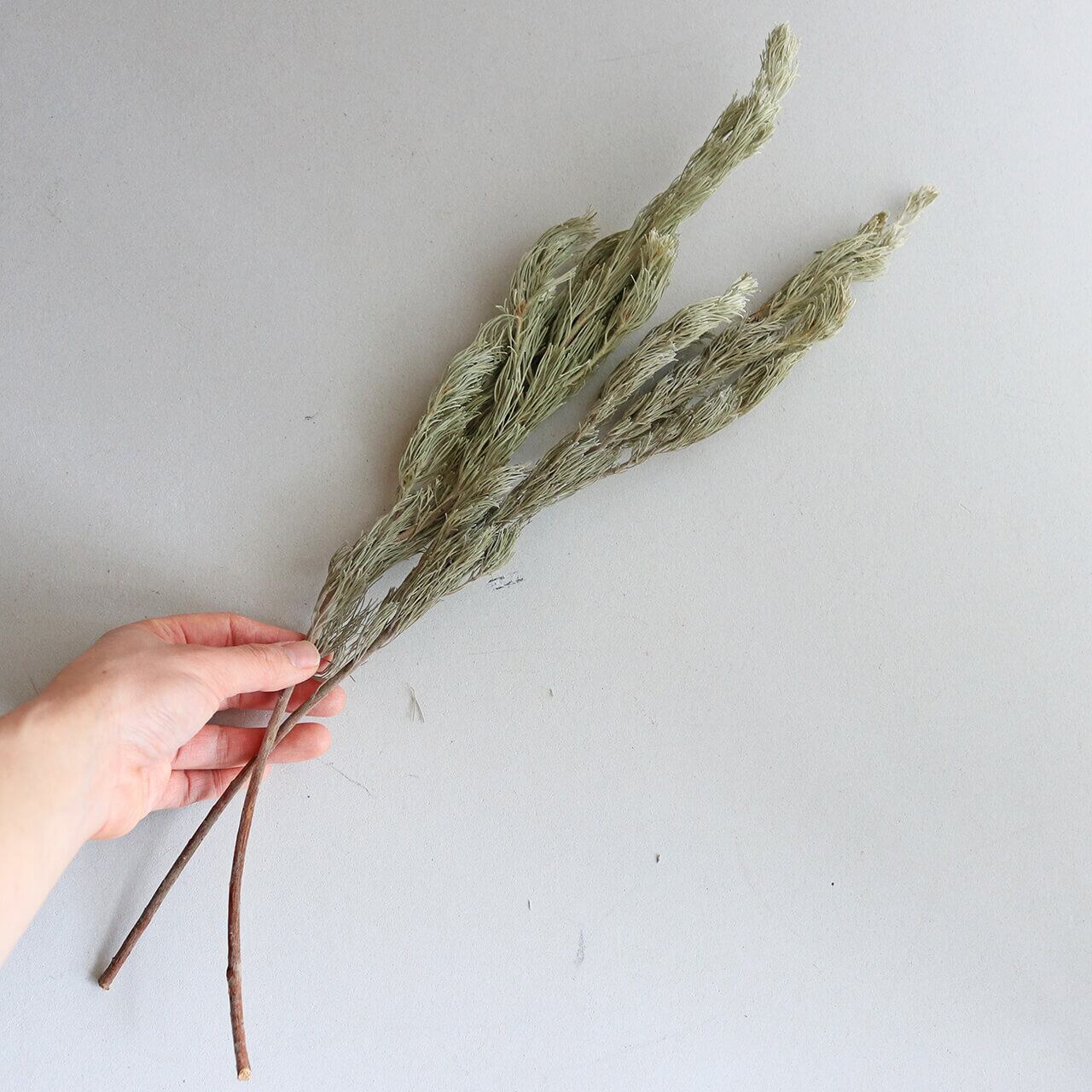 ウーリーブッシュ ◆ ドライフラワー ナチュラル グリーン