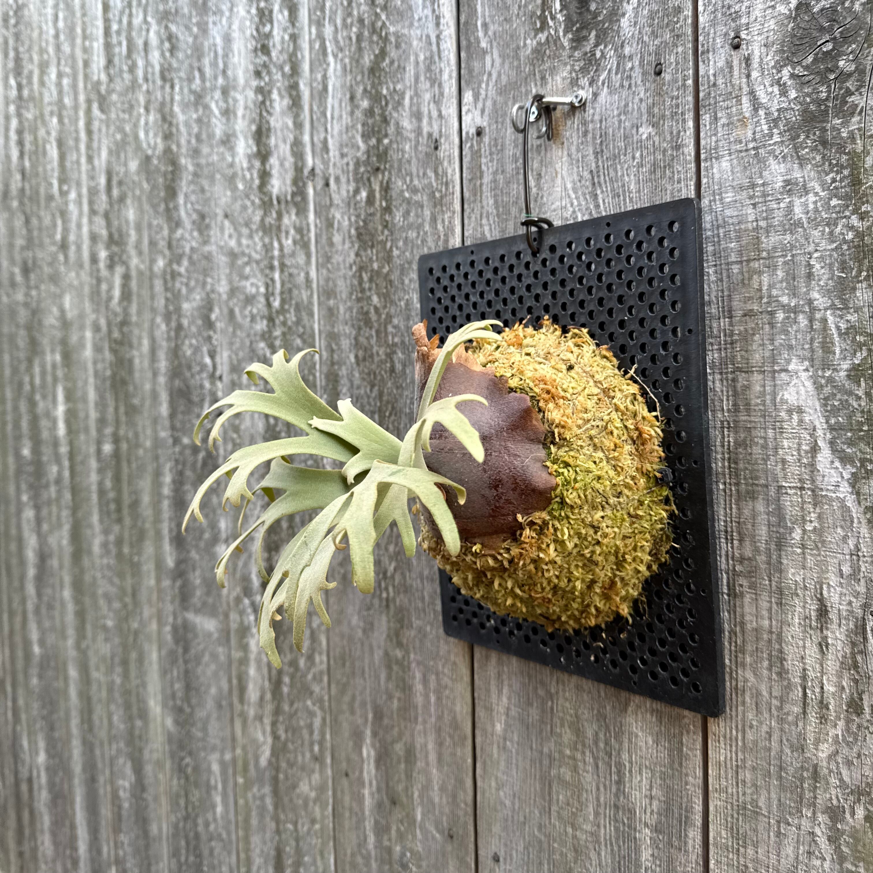 P. willinckii Jenny #1 (pup) | naturefix