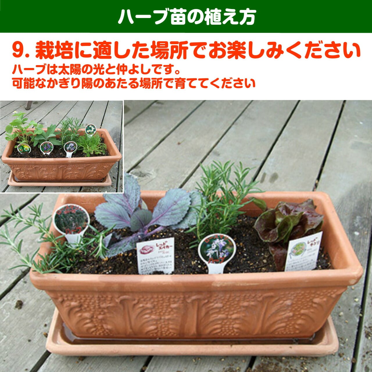 ハーブ 苗 ルメックス レッドソレル | ハーブ苗のポタジェガーデン 本店