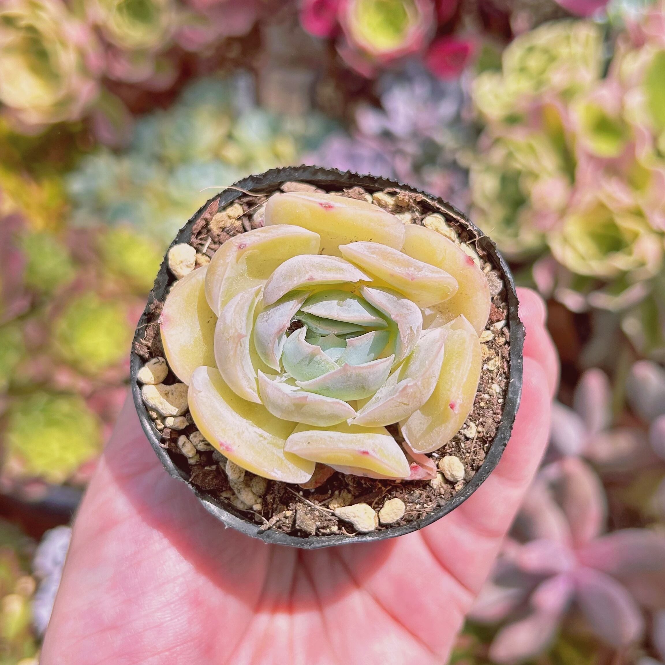 #229現物　多肉植物　バターエビ　抜き苗