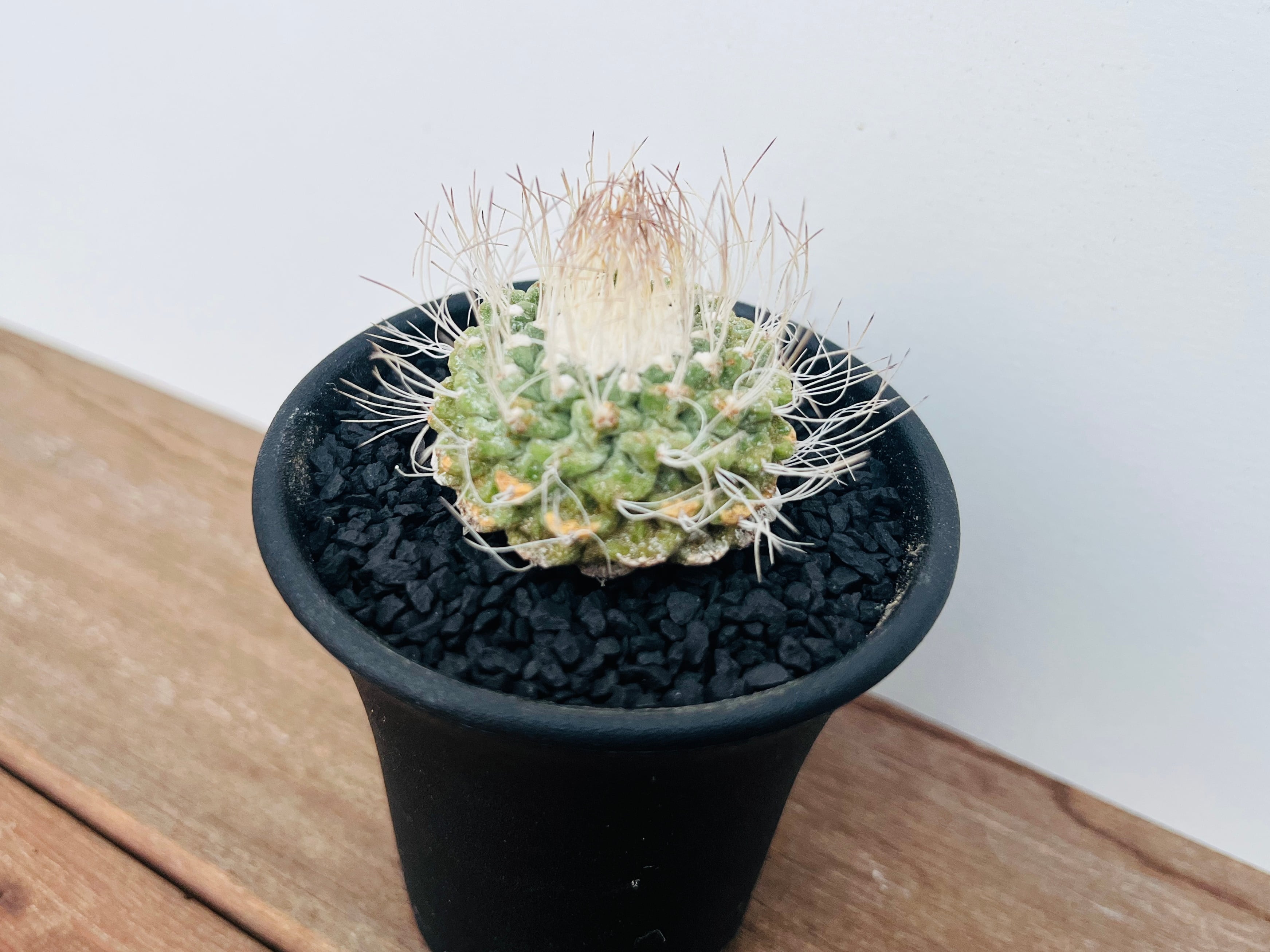 Strombocactus discifromis ストロンボカクタス 菊水 白刺 Strombocactus discifromis ストロンボカクタス 菊水 白刺
