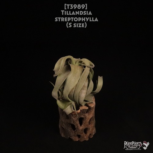 【送料無料】streptophylla S〔エアプランツ〕現品発送T3989