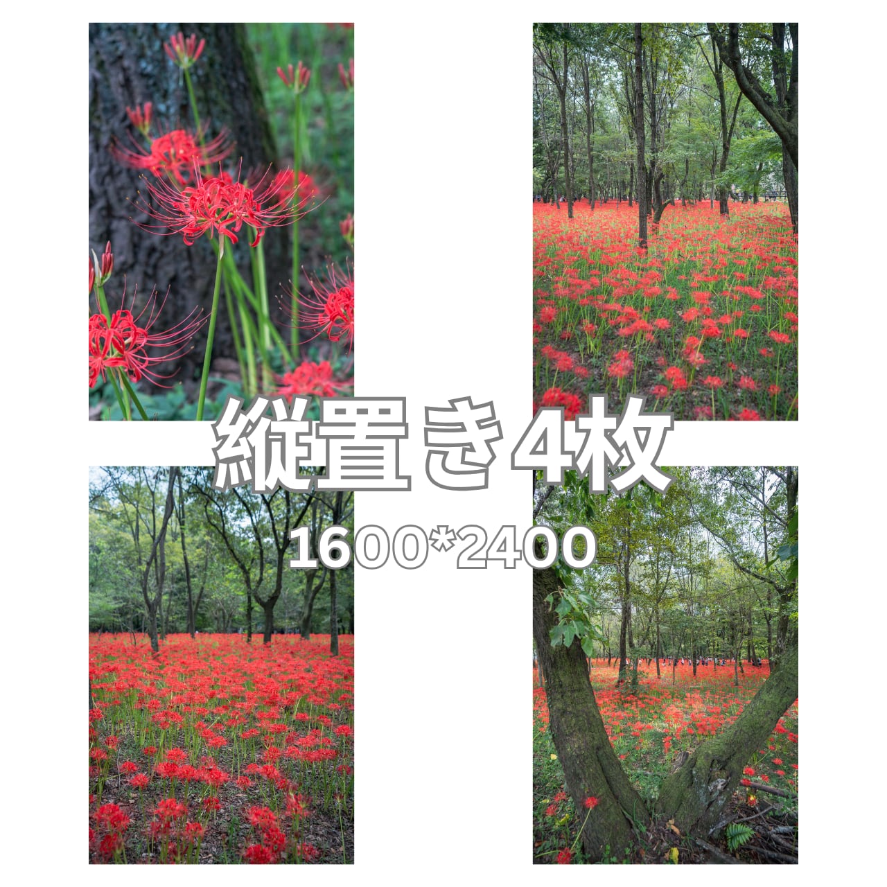 デジタル写真素材 4枚組 「巾着田の曼珠沙華・1」サイズ 長編2400px×短辺1600px