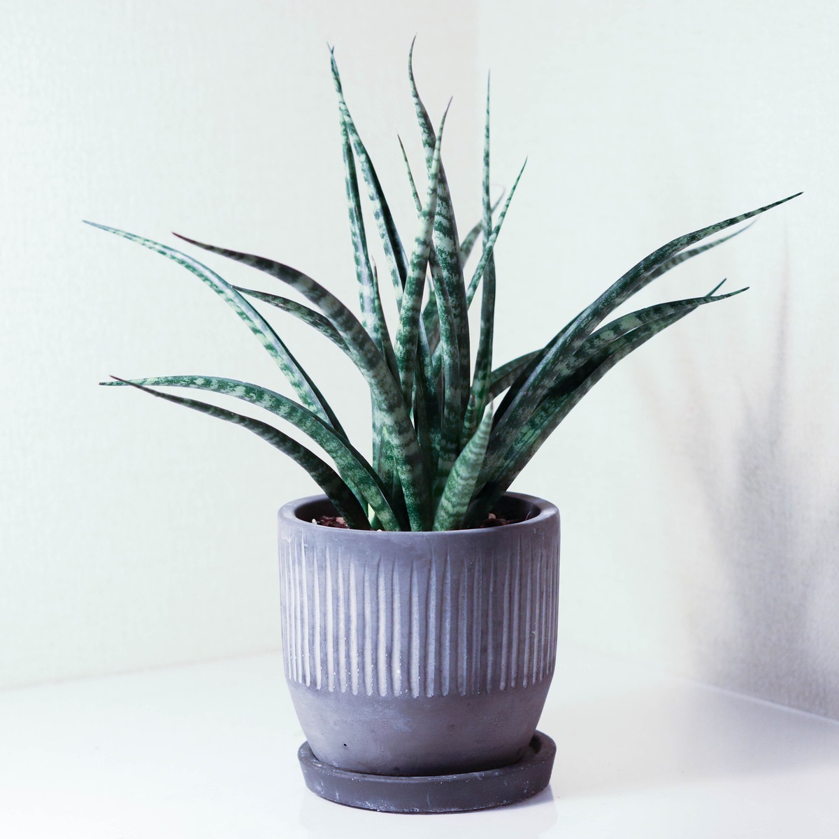 サンスベリア ファーンウッド デザイン鉢 トリケラトプス 観葉植物セレクトショップ サンスベリア ファーンウッド デザイン鉢 トリケラトプス 観葉植物セレクトショップ