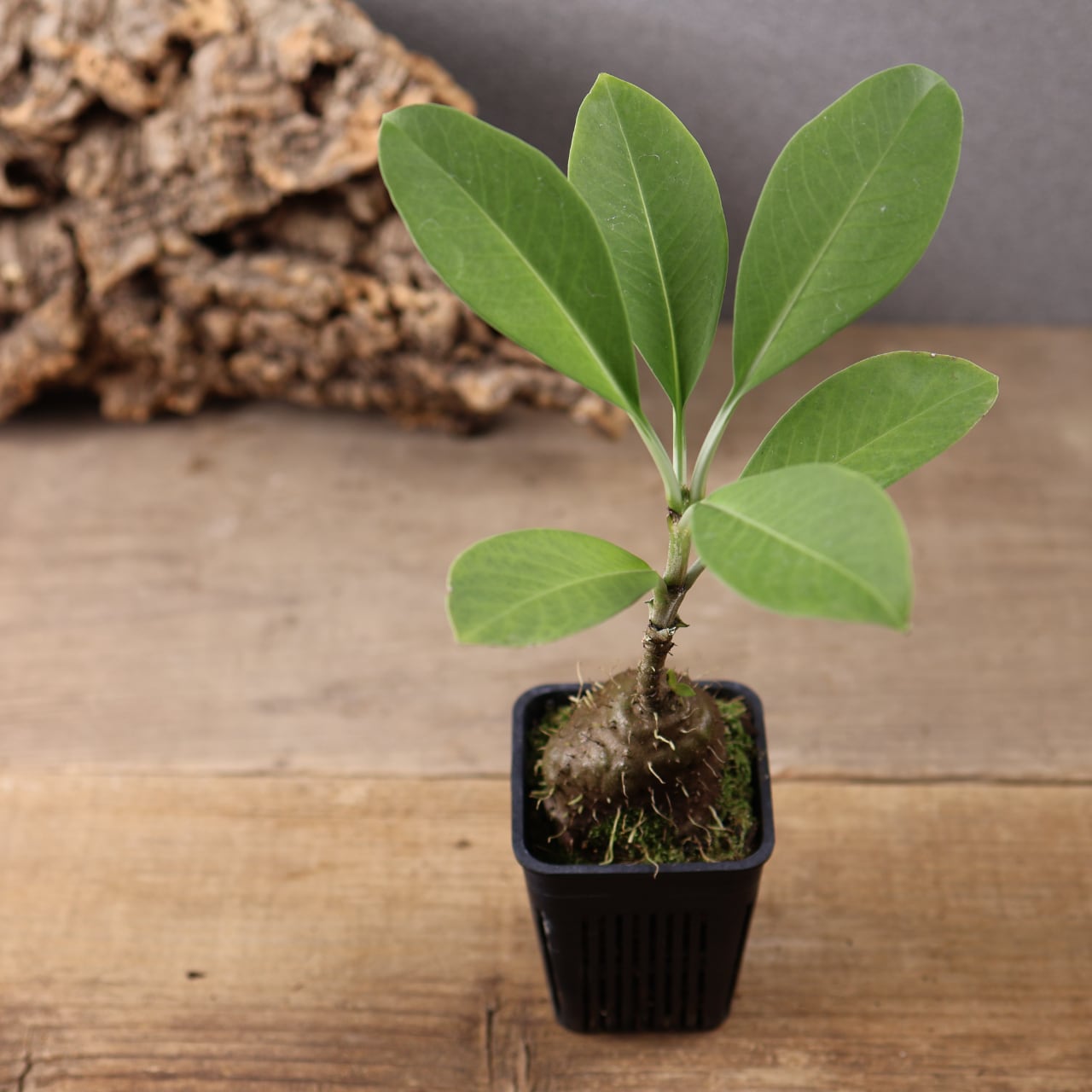 202 『アリ植物 アンソリザ・ブラクテオサ Anthorrhiza bracteosa