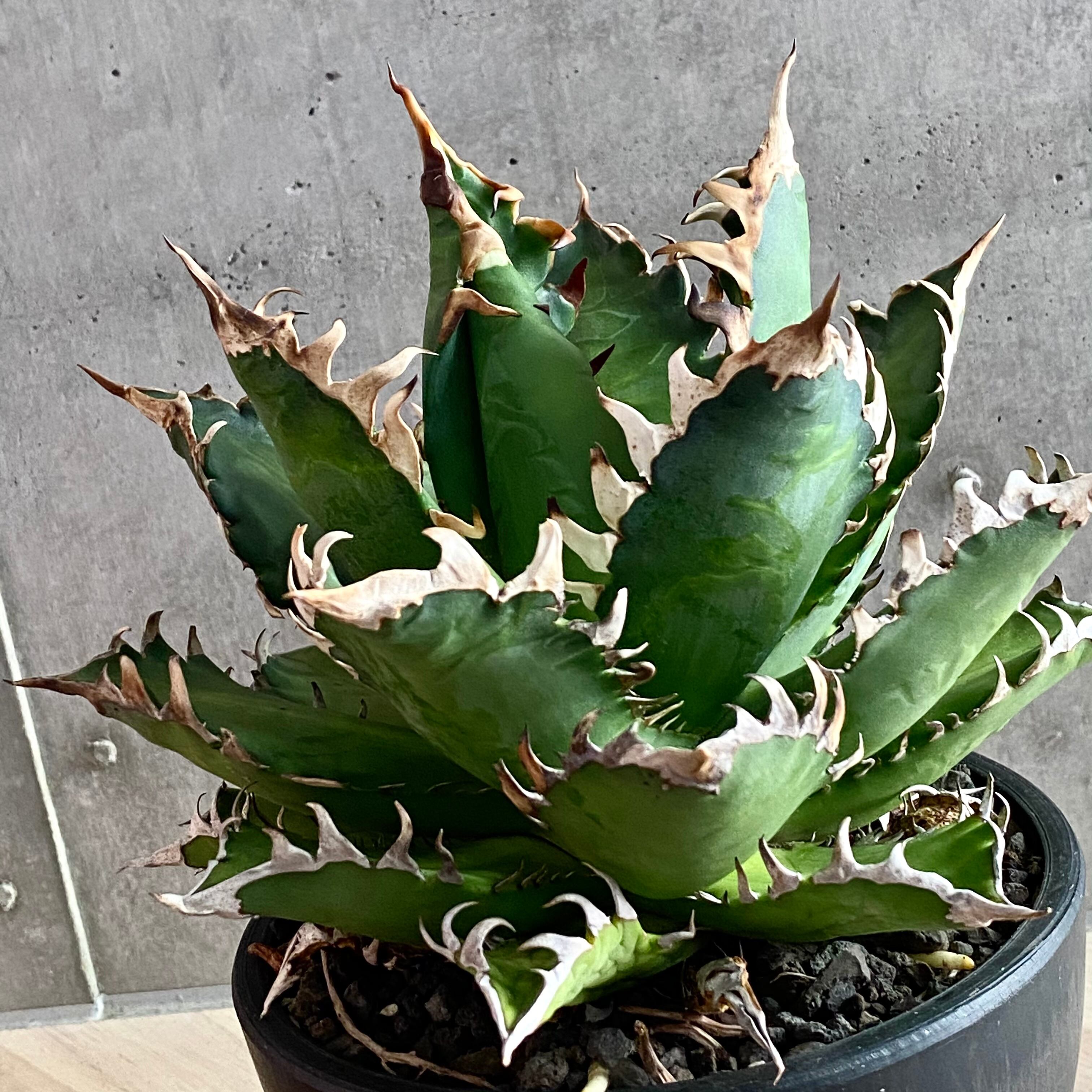 Agave Titanota Red Catweazle/アガベ チタノタ レッドキャット