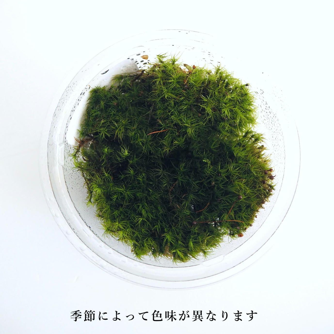タマゴケ 苔テラリウム作製用素材苔 | 苔テラリウム専門ショップ道草