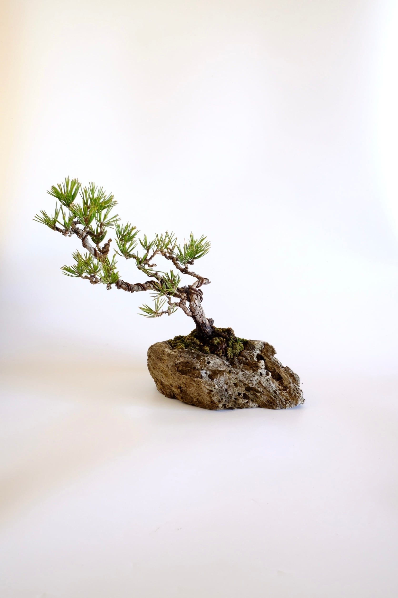 松柏類 coniferous trees | BONSAI CLUB TOKYO