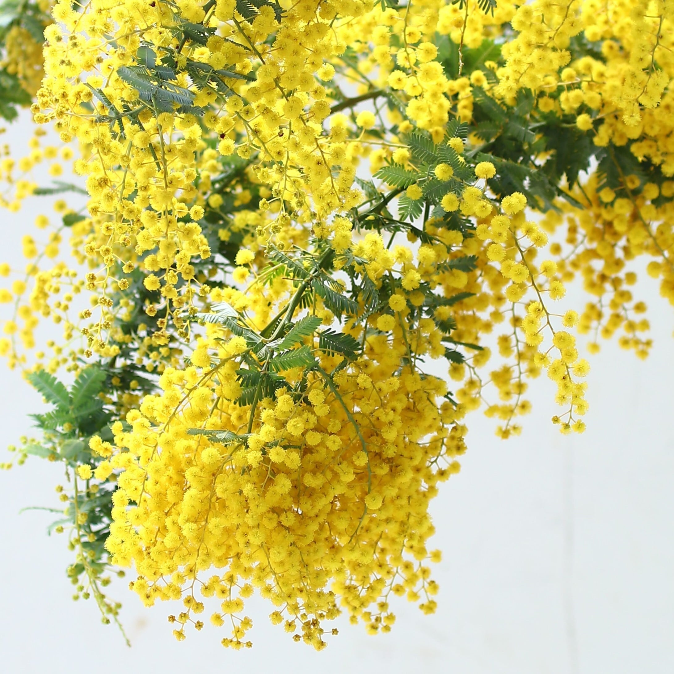 ミモザ 花材のみ「フレッシュミモザ5本セット」Lサイズ 70cm ミモザ