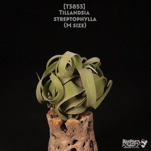 【送料無料】streptophylla M〔エアプランツ〕現品発送T3853