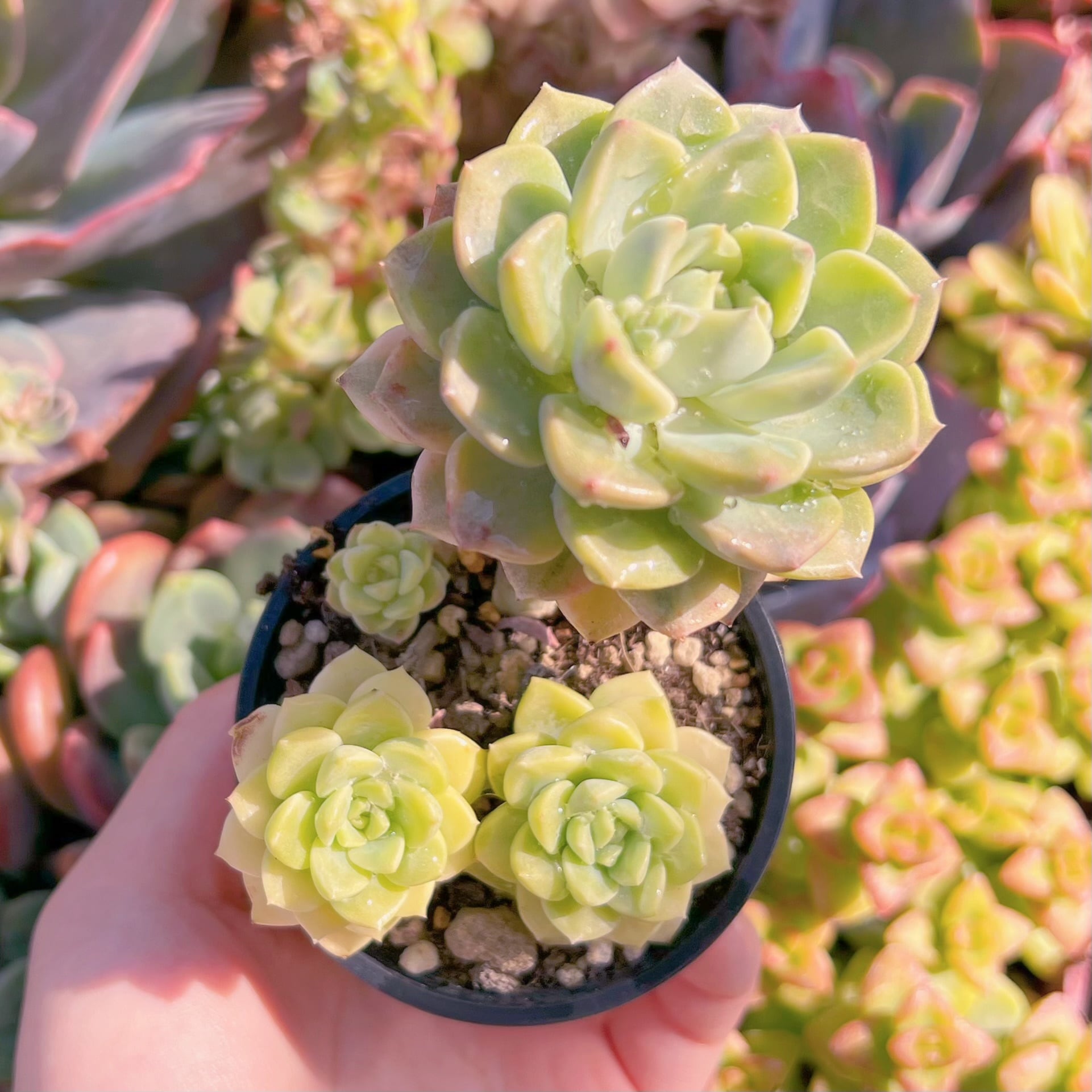 現品　ティンカーベル錦#528　群生　るる農園