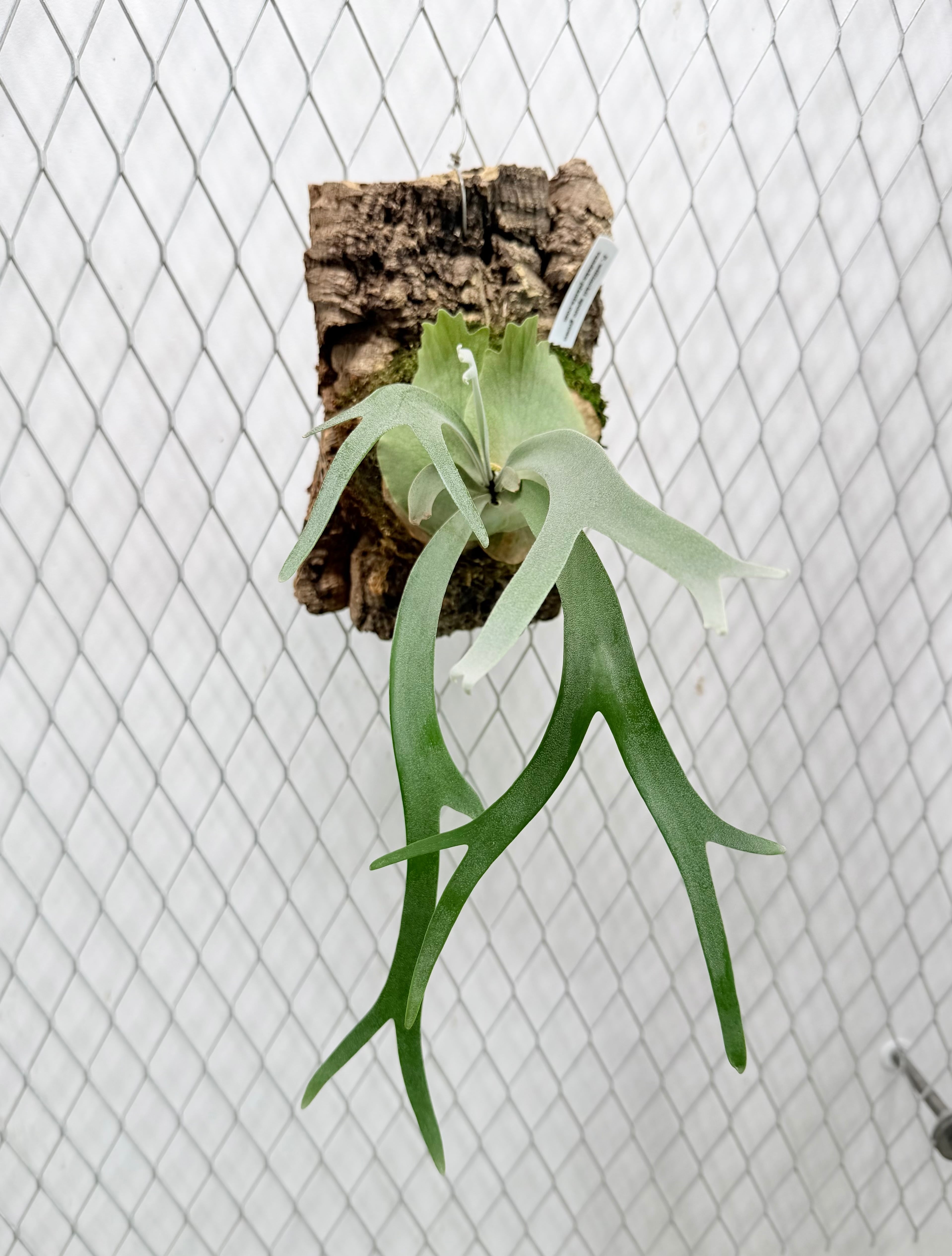 ビカクシダ P.willinckii Frosty Maiden Spore 02 c) P. willinckii 'Frosty Maiden' spore grown ②ビカクシダ