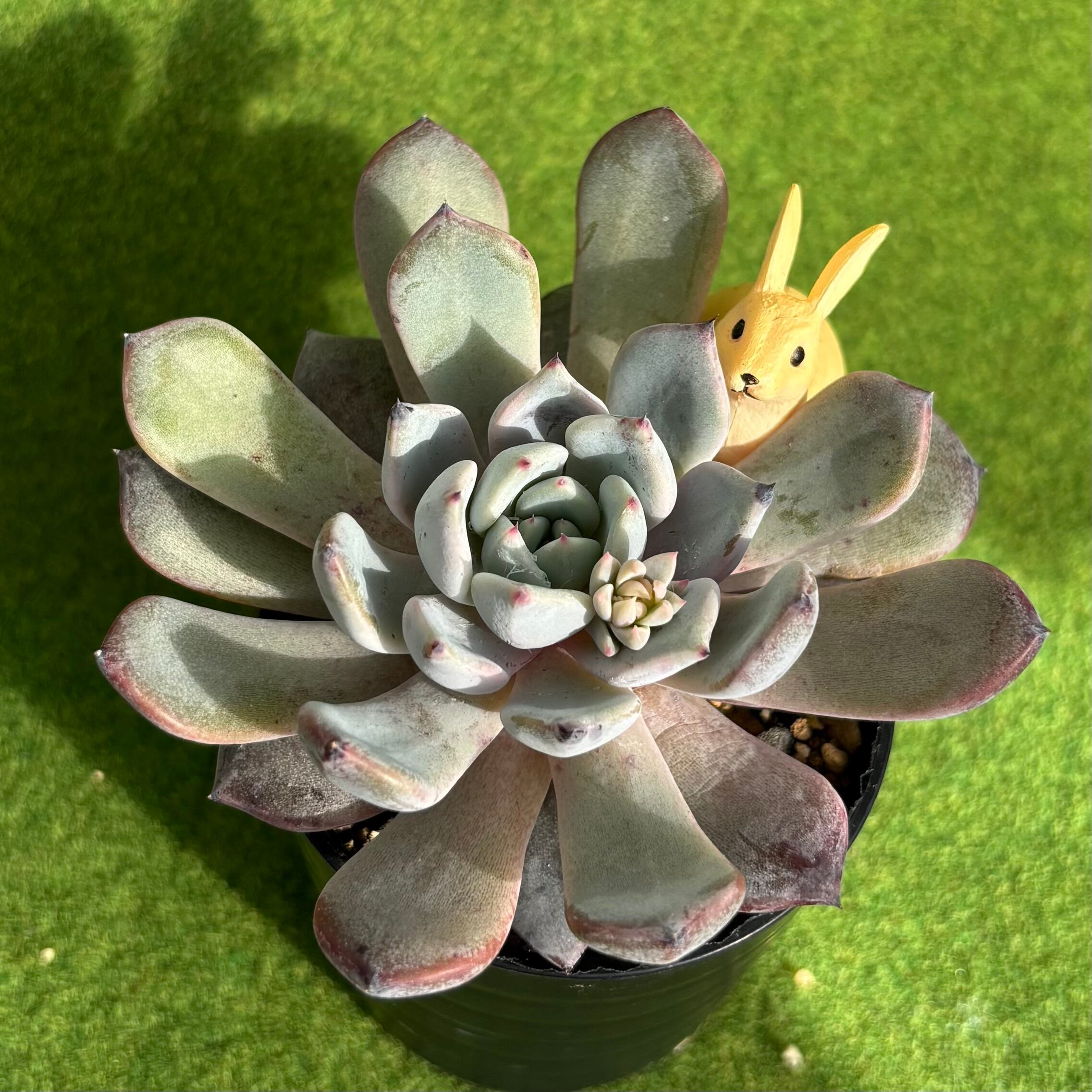 多肉植物 豆彦商店