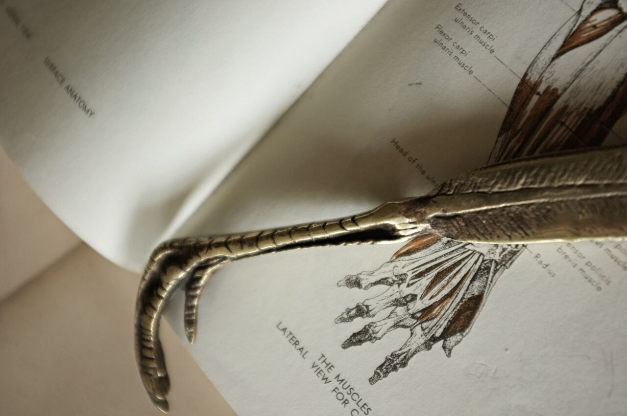 フランス 鳥と羽による解剖学的ペーパーナイフ 真鍮製 アンティーク