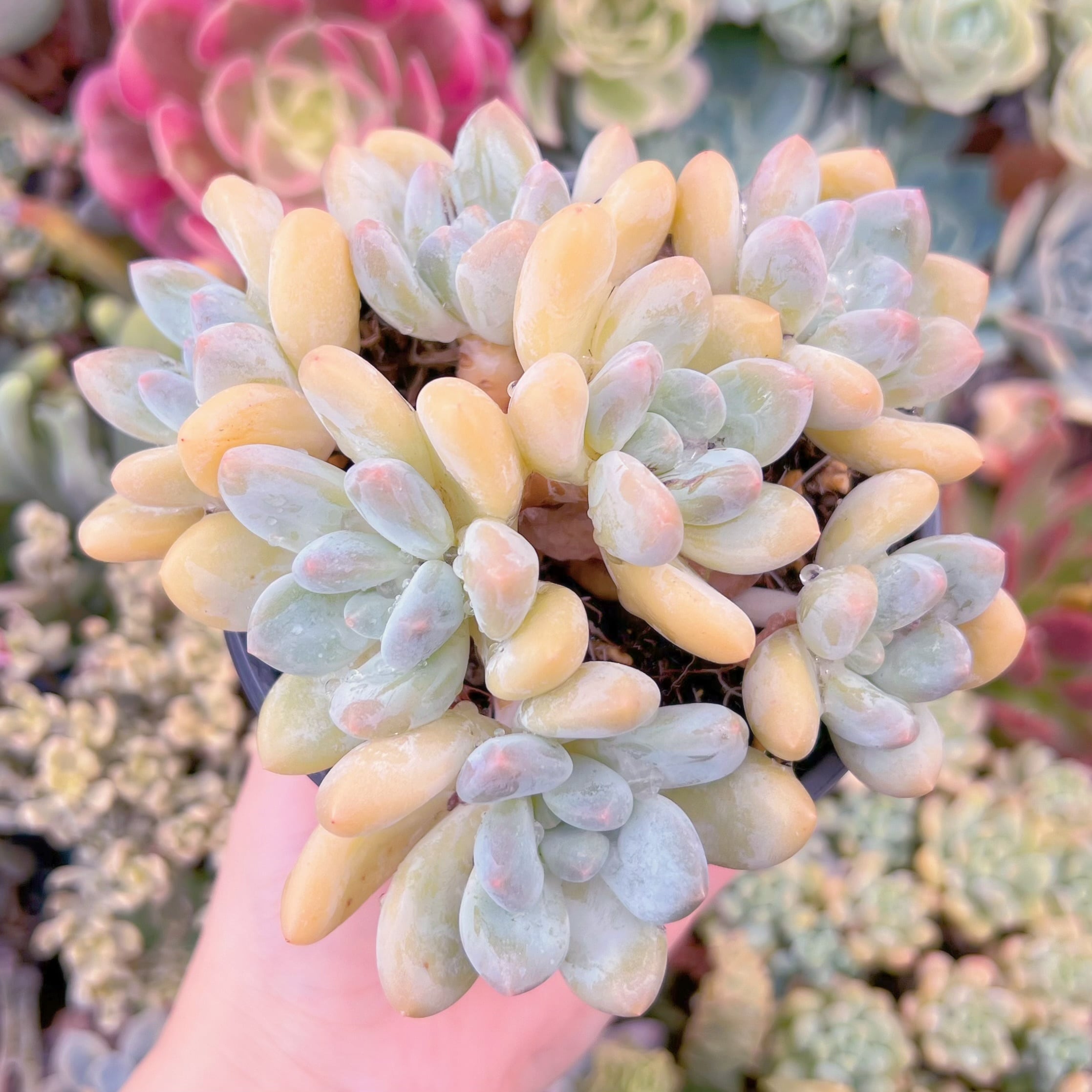 現品　ベビースイート#F090　群生　るる農園