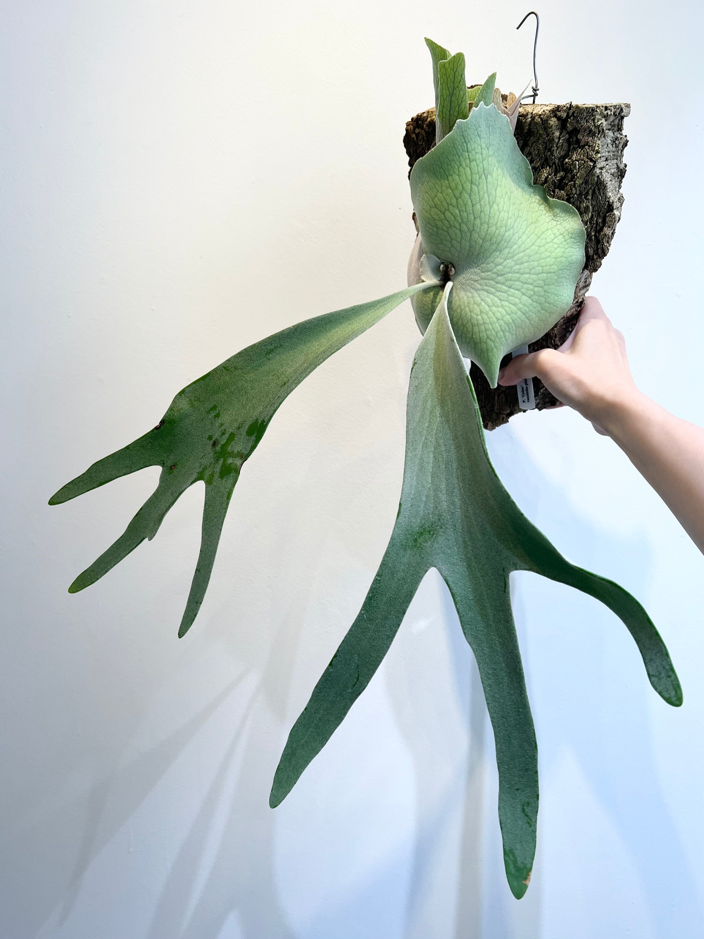 のり 2点 ビカクシダ ビカクシダ セルソ P. 'Celso' | vandaka plants