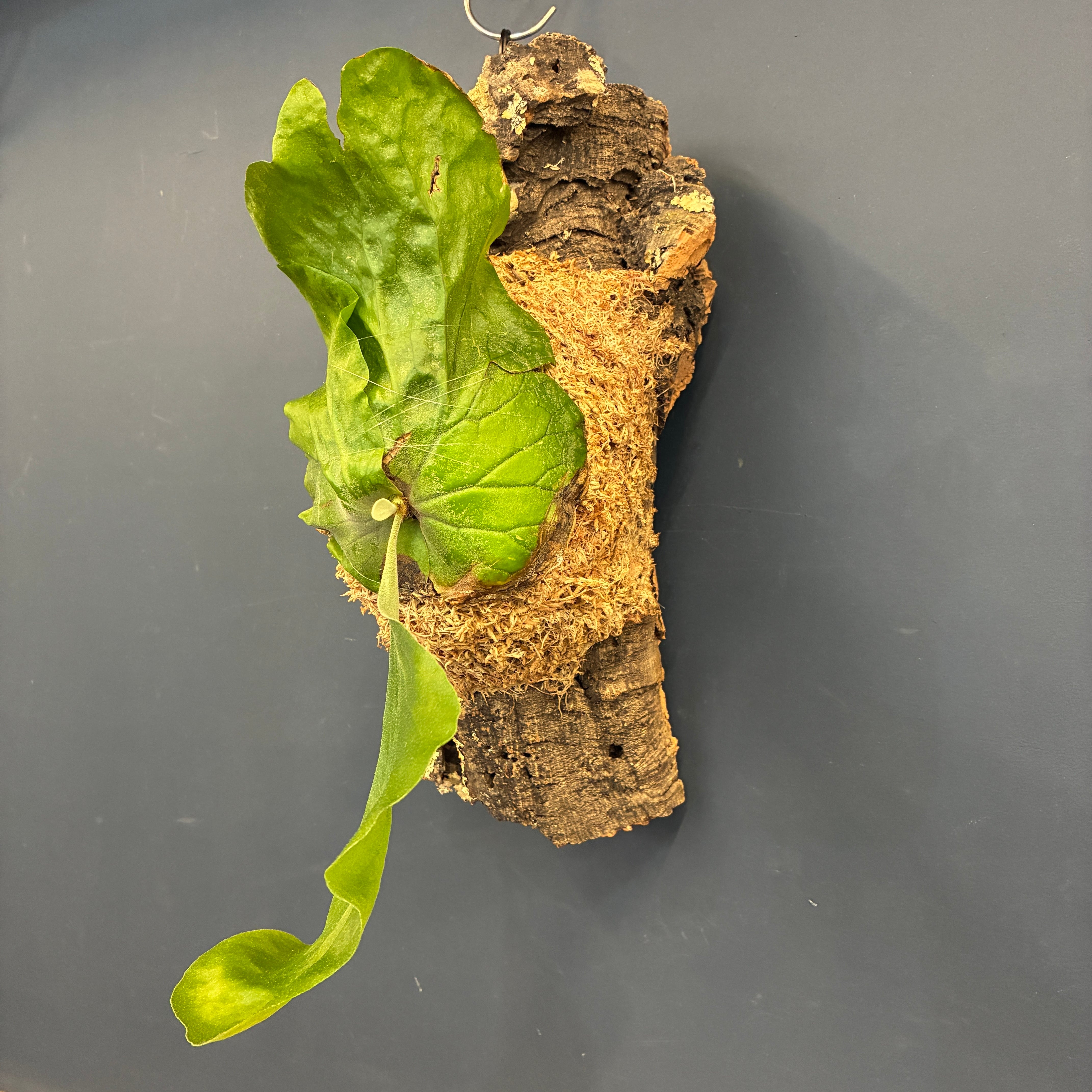 ビカクシダ P. elephantotis var. Mammuthus 板付け【698