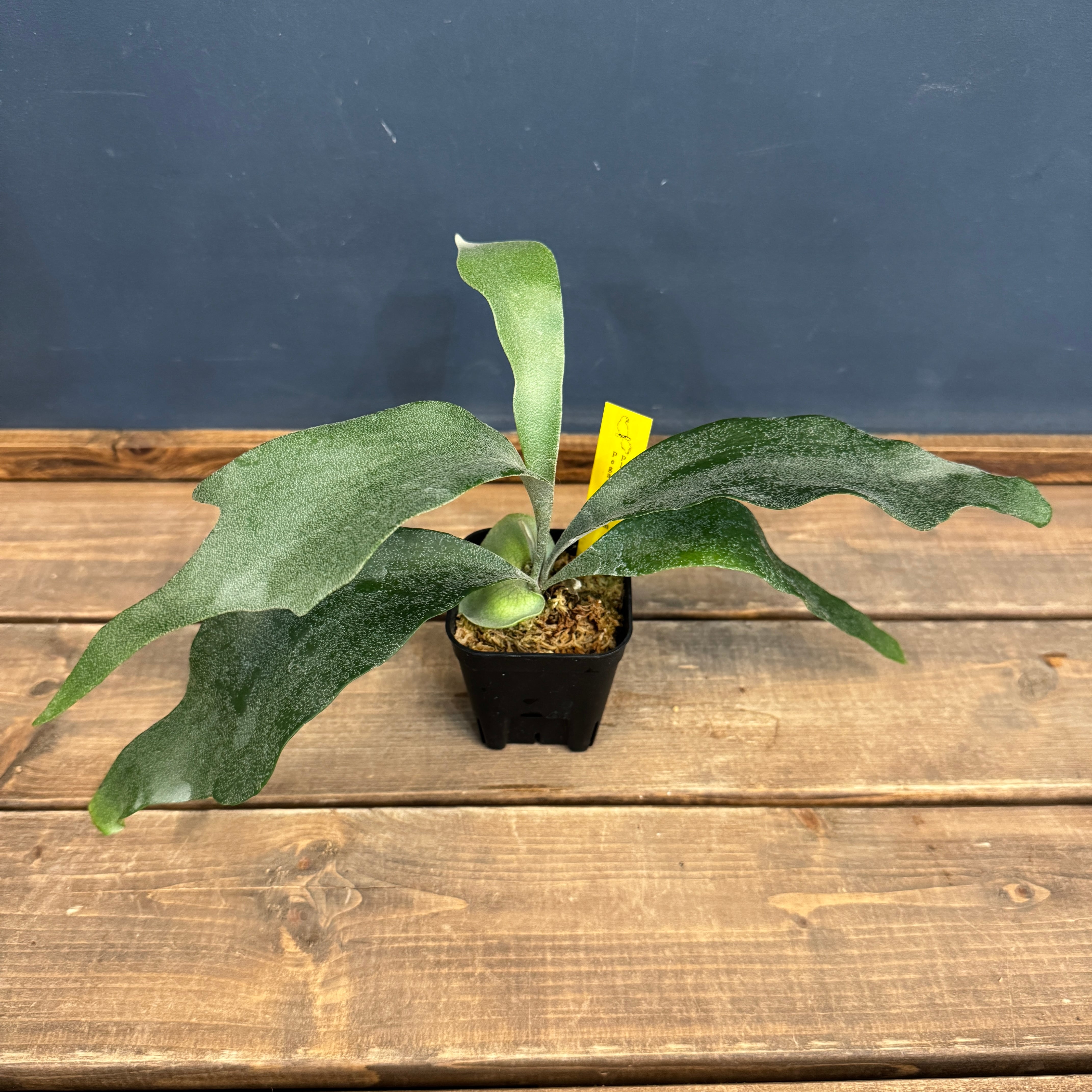 ビカクシダ | PROTOLEAF プロトリーフ