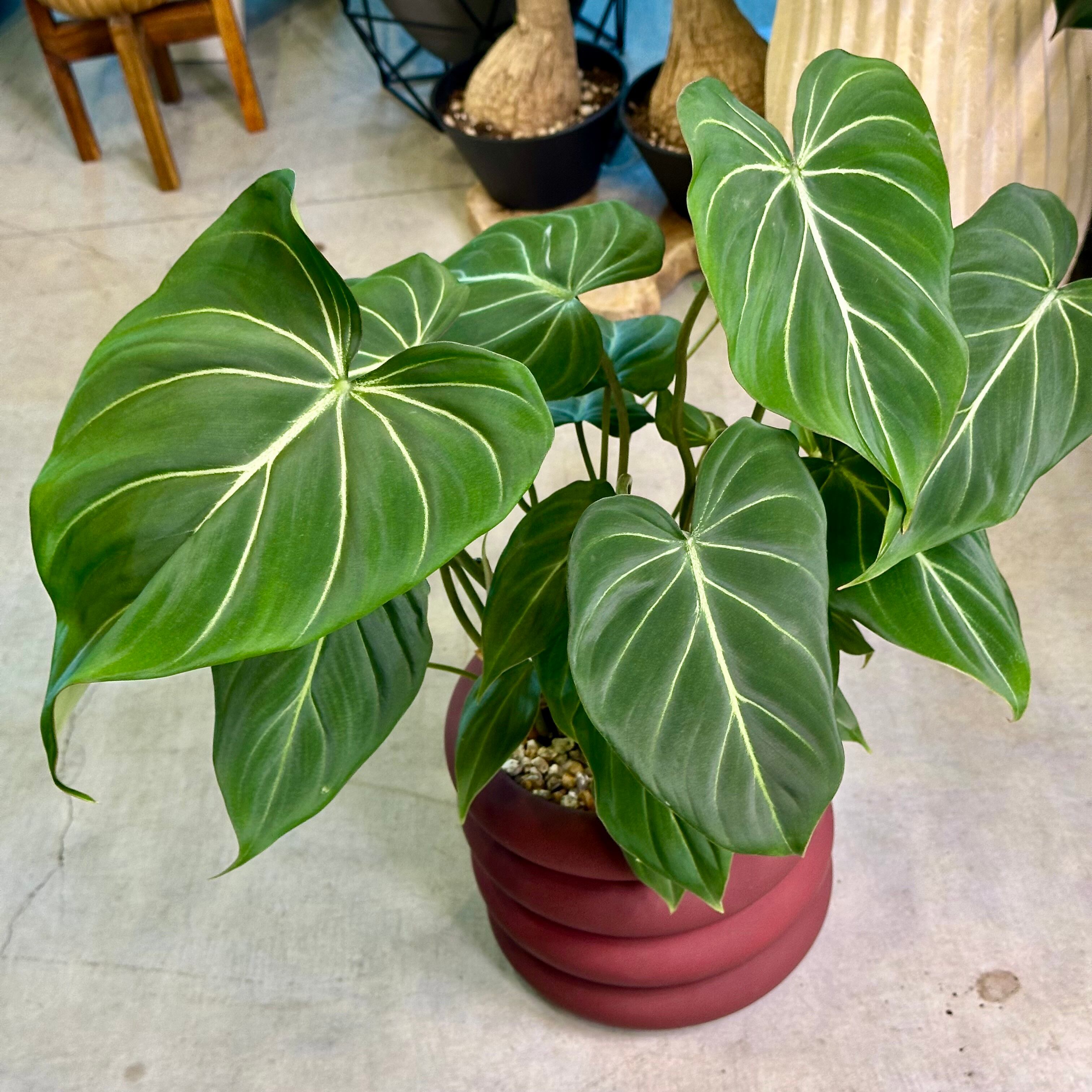 フィロデンドロン・グロリオサム | barrelplants_BONSAI