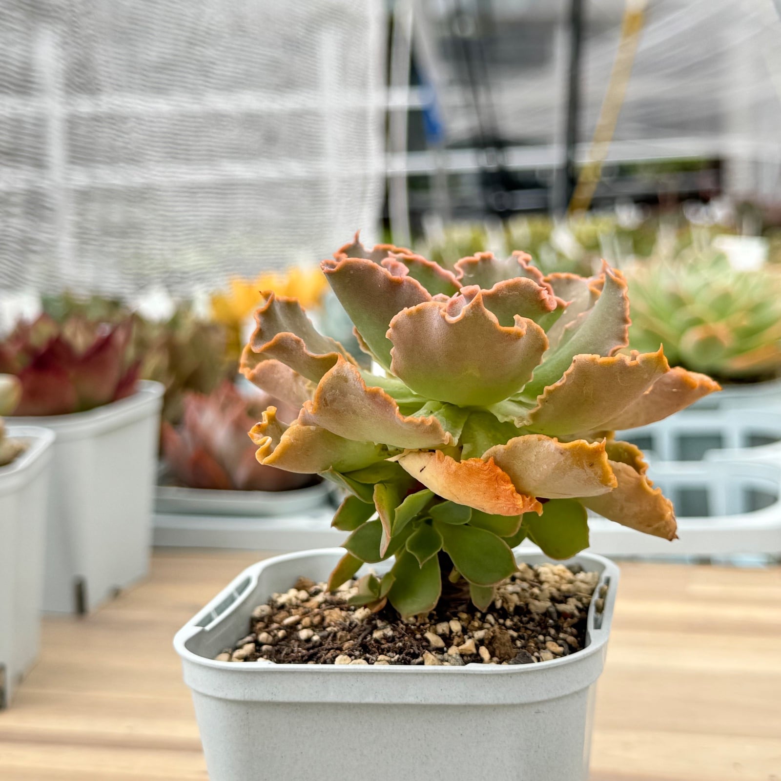 高砂の翁】韓国輸入苗 多肉植物エケベリア 第四種送料込み | 多肉植物