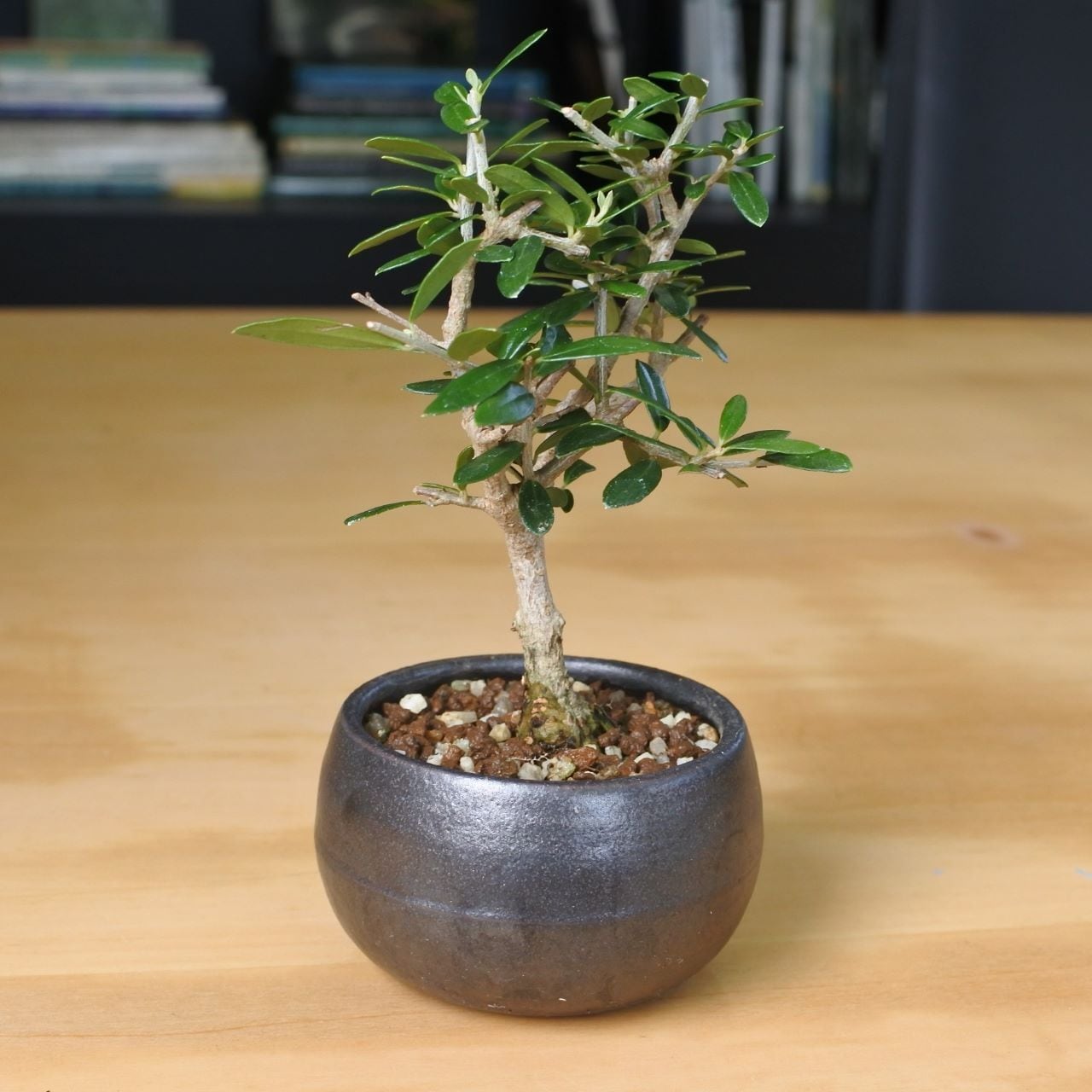 cd1bc239d86539303324b0a040d3d6