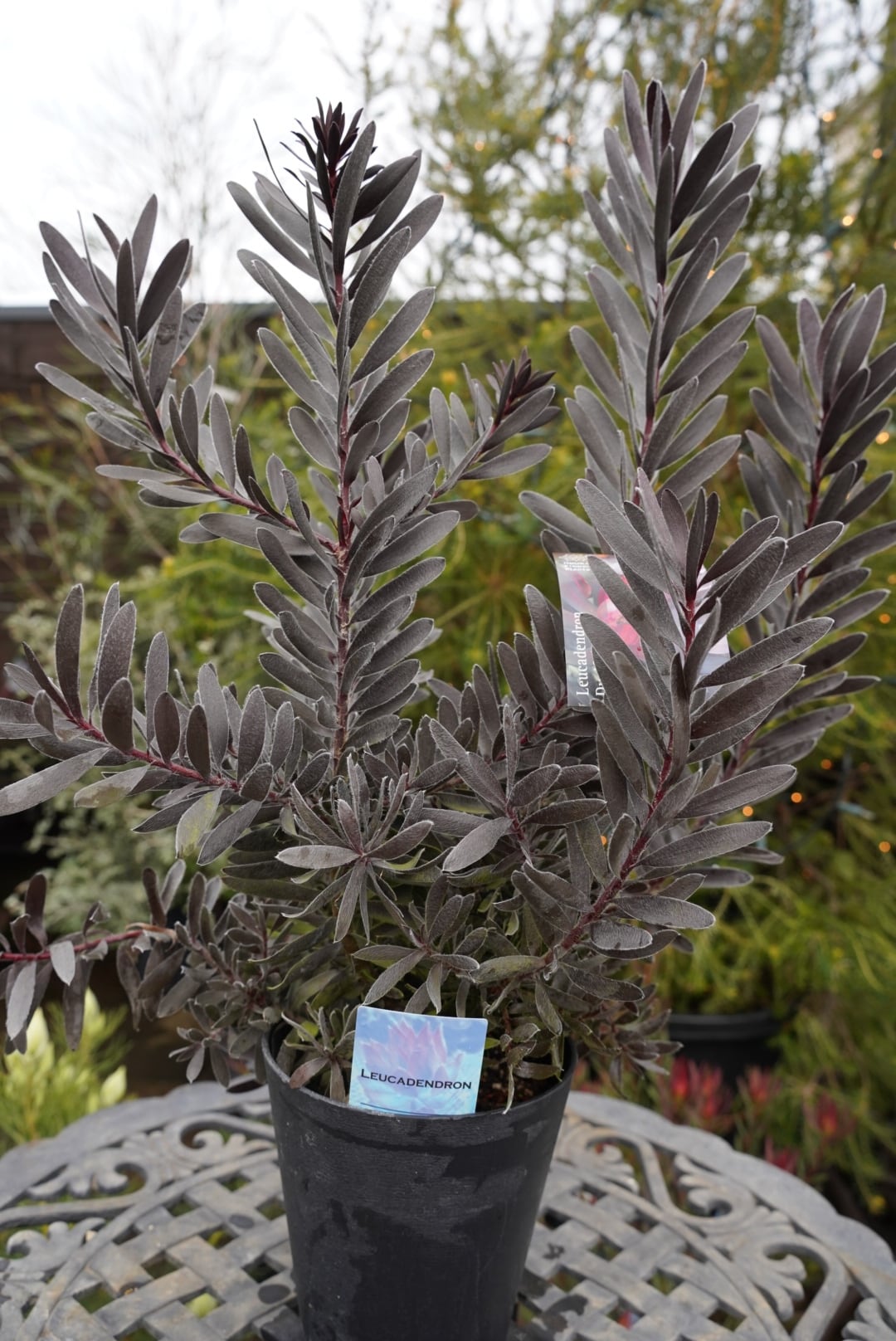 ペトロフィル エリシフォリア② | 沼ノ上農園