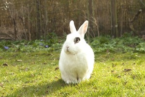 認定証ご希望の方