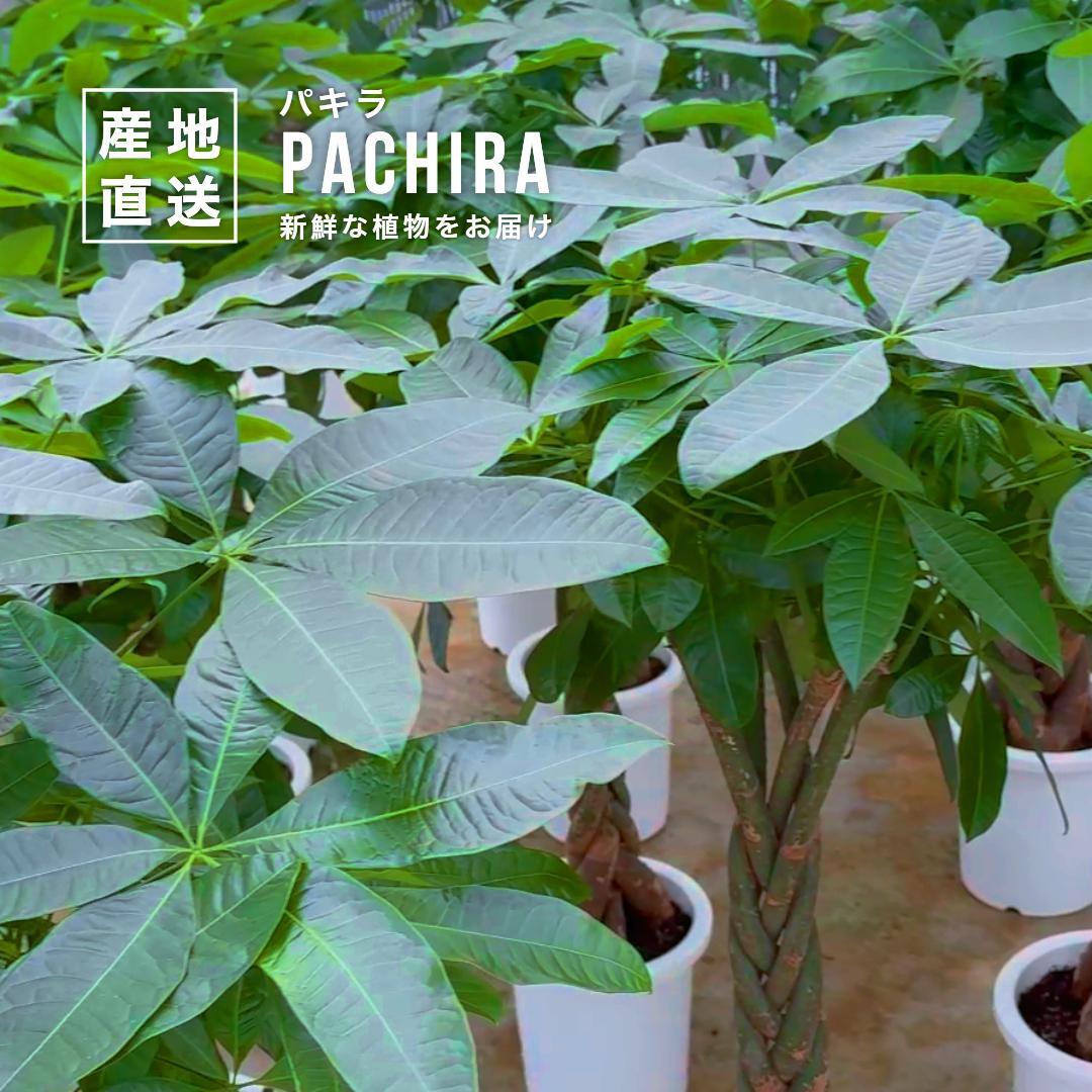 お洒落なねじりパキラ7号サイズ｜白陶器の縦型インテリア観葉植物