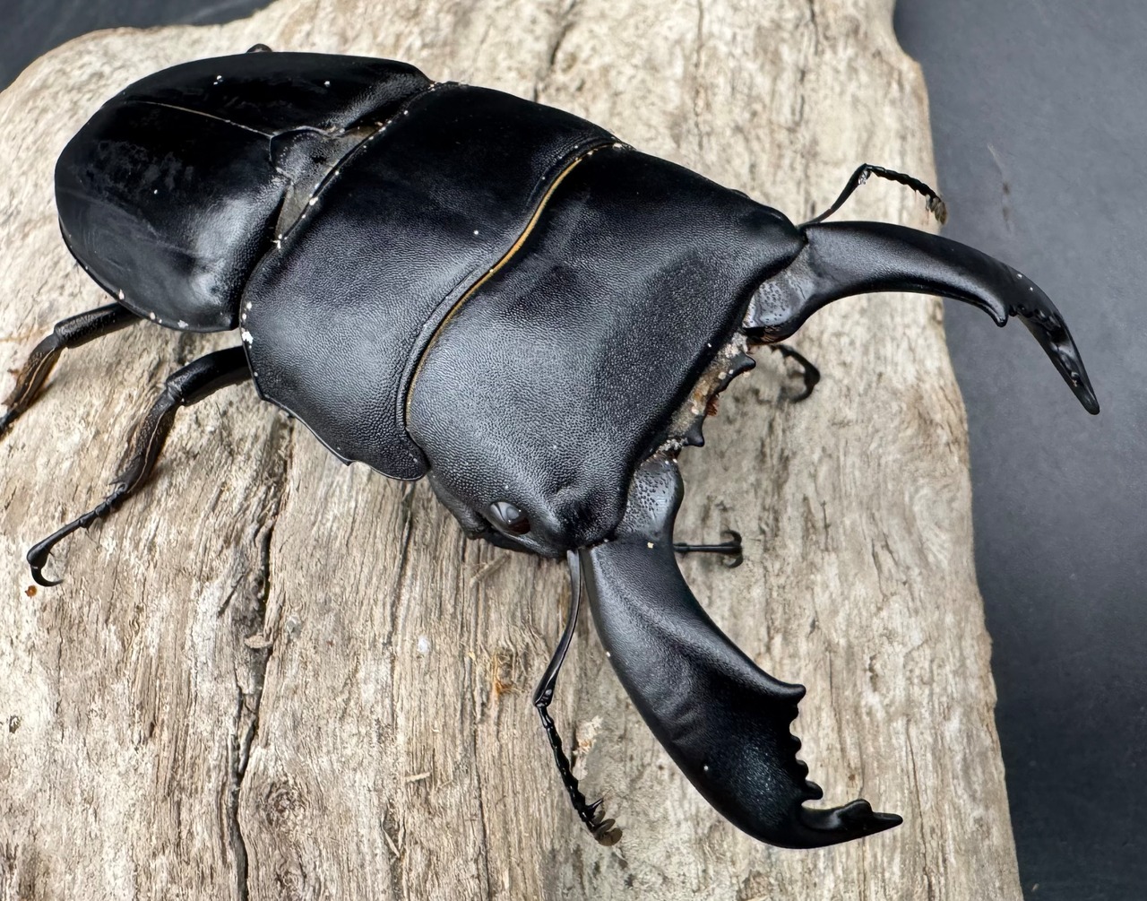 【WD】《スマトラオオヒラタ ベンクール産 84.5mm ペア》